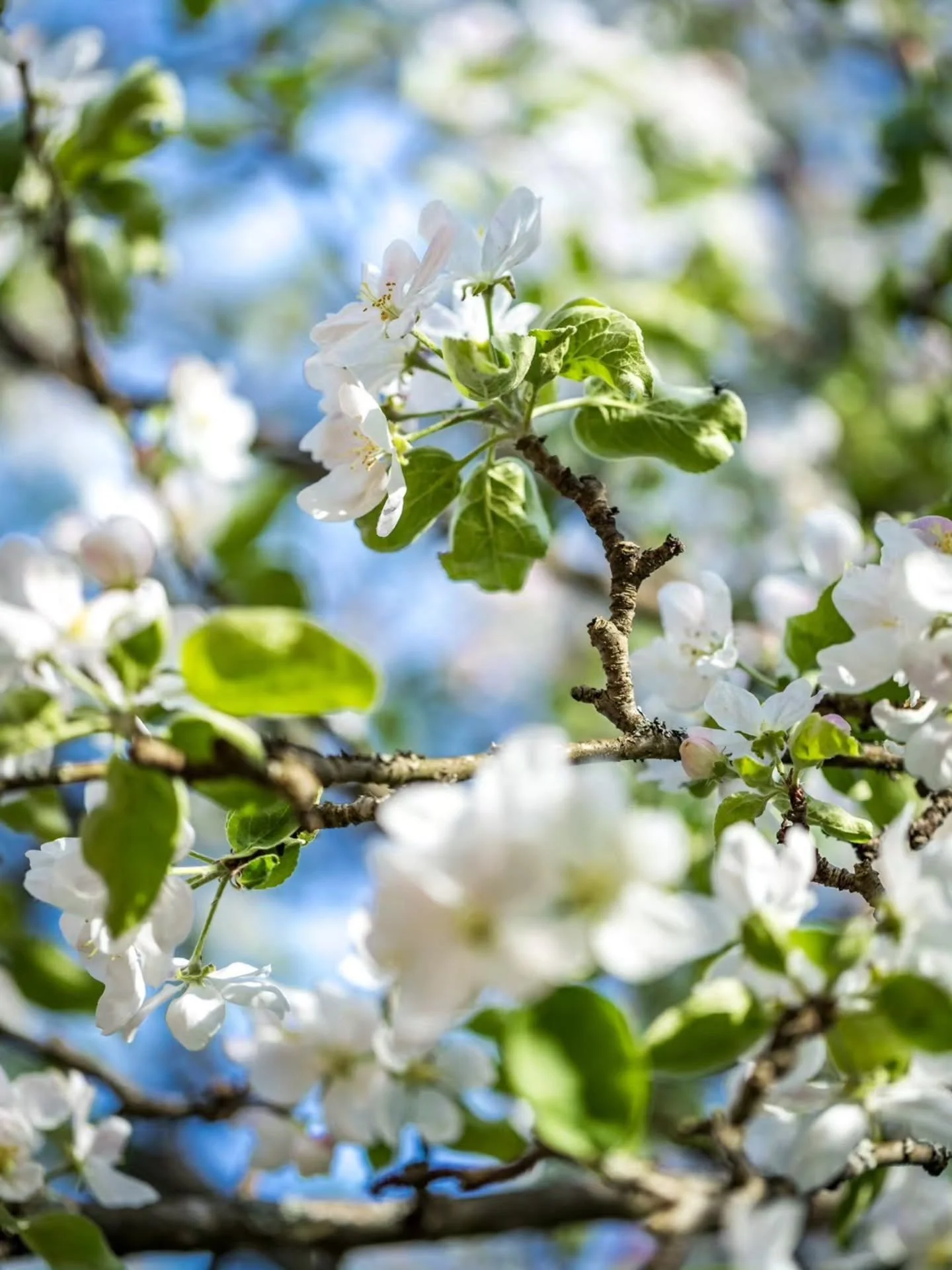 Blooming Finnish nature 🪷🌿

Kukkiva Suomen luonto 🌸