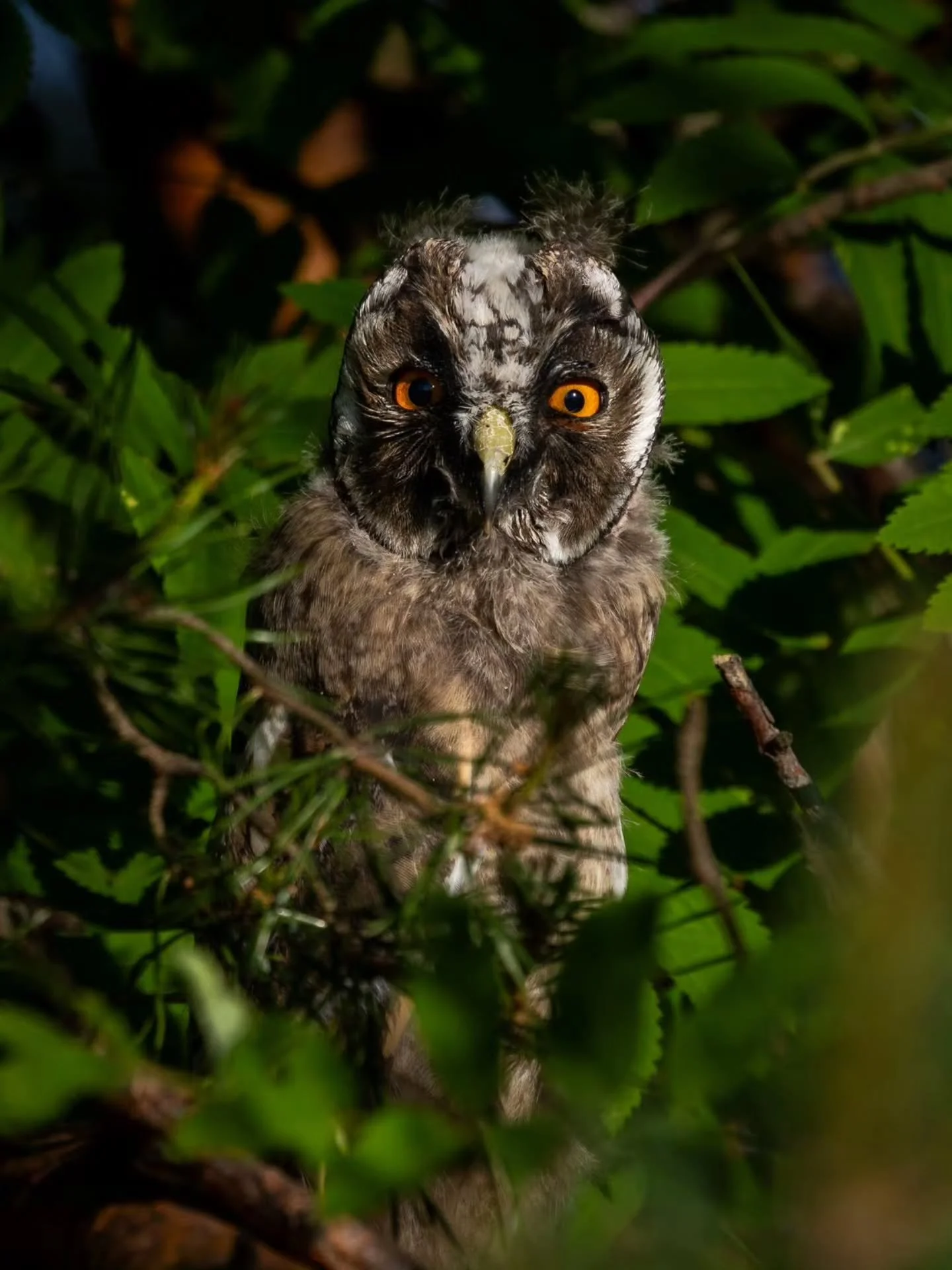 🦉 tiukka tuijotus mets&auml;n k&auml;tk&ouml;ist&auml; 👀

The owl's intense stare from the depths of the forest 🦉
