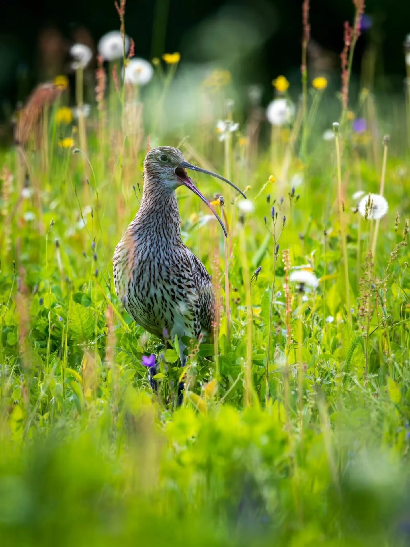 Kes&auml;isen niityn vartija. Kuovi. 🌾
Curlew in a summer meadow. 🪶