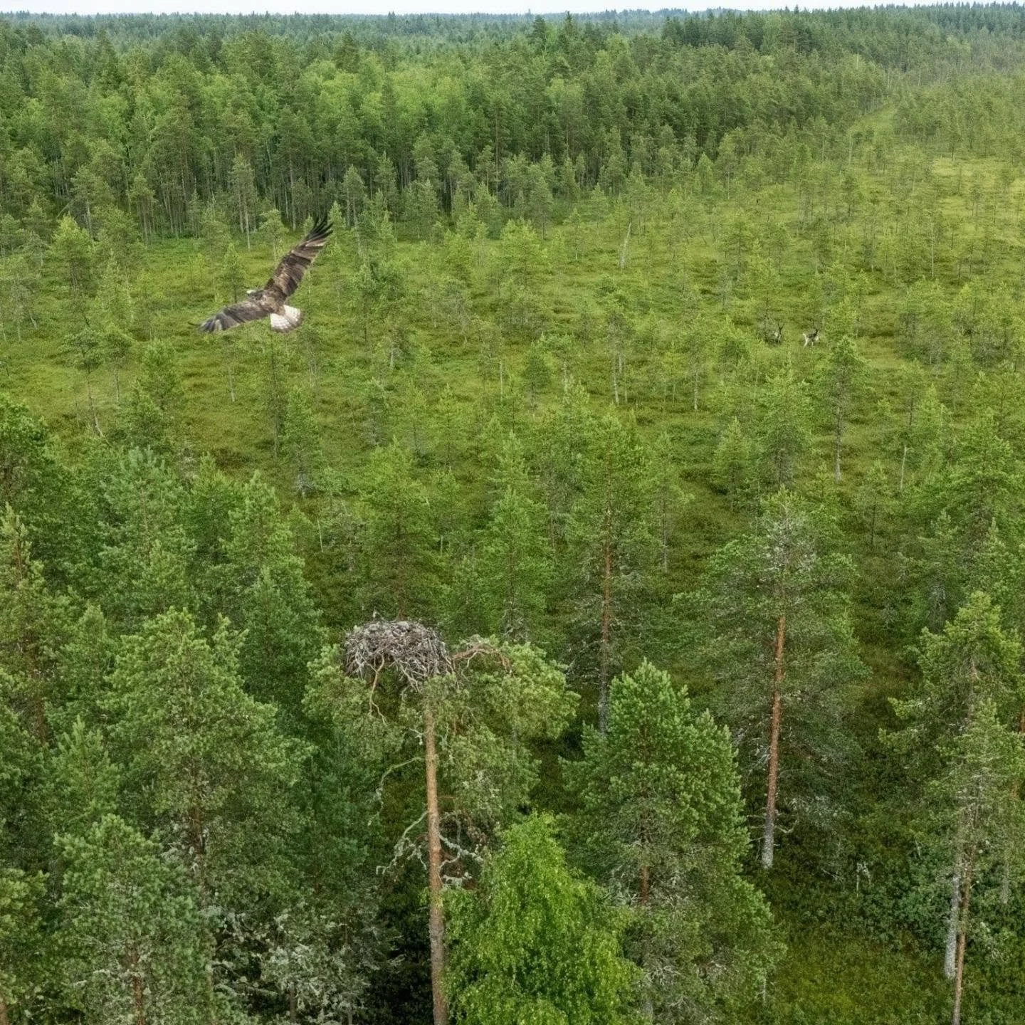 Eilen sain mahdollisuuden osallistua mielenkiintoiseen p&auml;iv&auml;&auml;n.

Olin mukana tarkastamassa kalas&auml;&auml;sken pesi&auml; henkil&ouml;n kanssa, joka on tehnyt kalas&auml;&auml;skitutkimusta jo 1970-luvulta l&auml;htien. Vuosikymmente