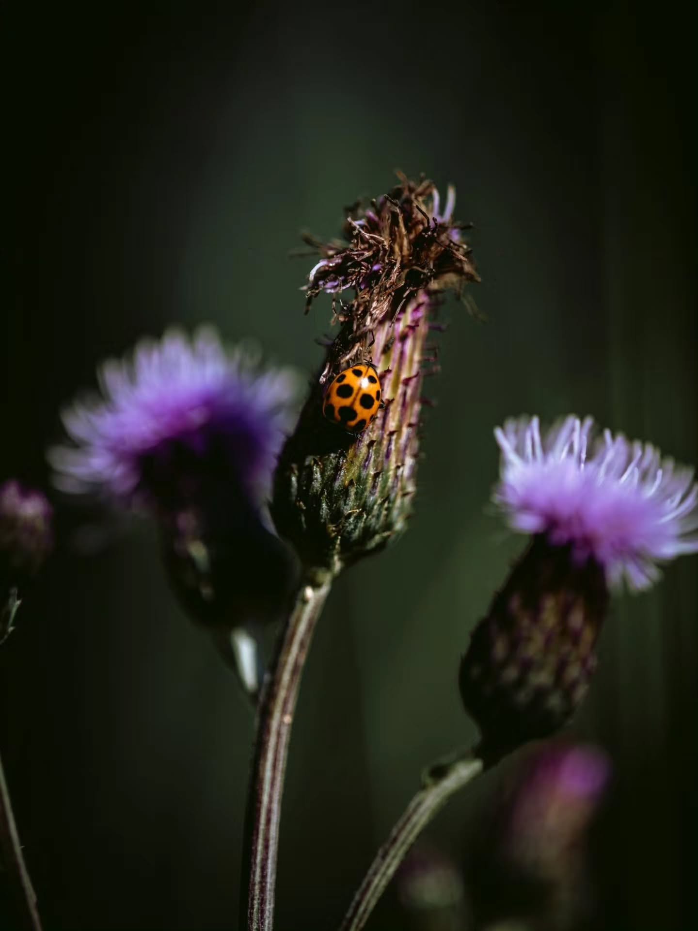 🐞 Pieni pilkahdus v&auml;ri&auml; kes&auml;n keskell&auml;.

🐞 A little splash of color in the middle of summer.