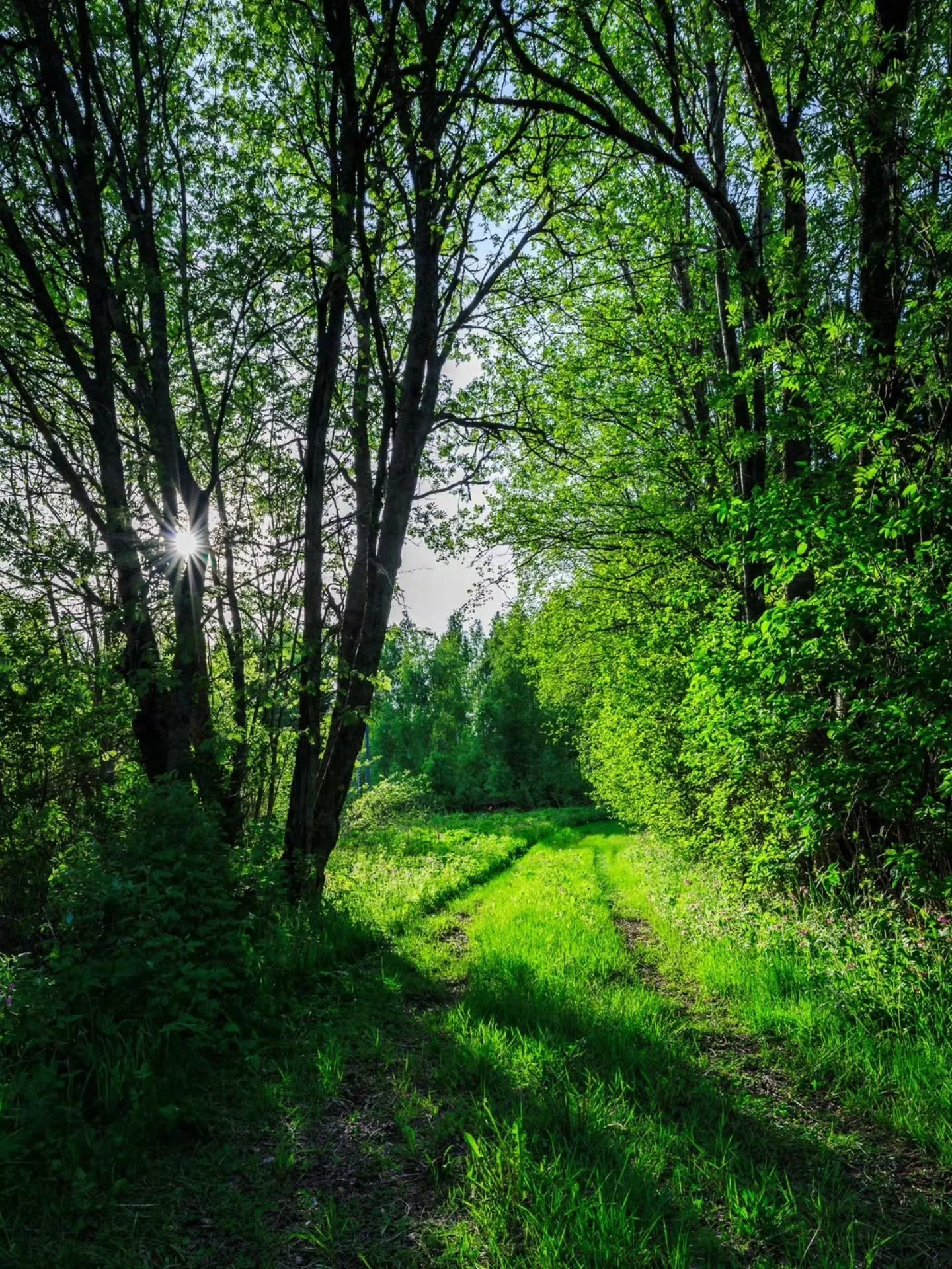 🌿 Polku menneeseen
T&auml;m&auml; metsittym&auml;&auml;n alkanut tie johtaa pappani synnyinkotiin. Vuosikymmenten saatossa luonto on hiljalleen ottanut tien takaisin omakseen, mutta muistot kulkevat sit&auml; yh&auml;.

🌿 A Path to the Past
This ov