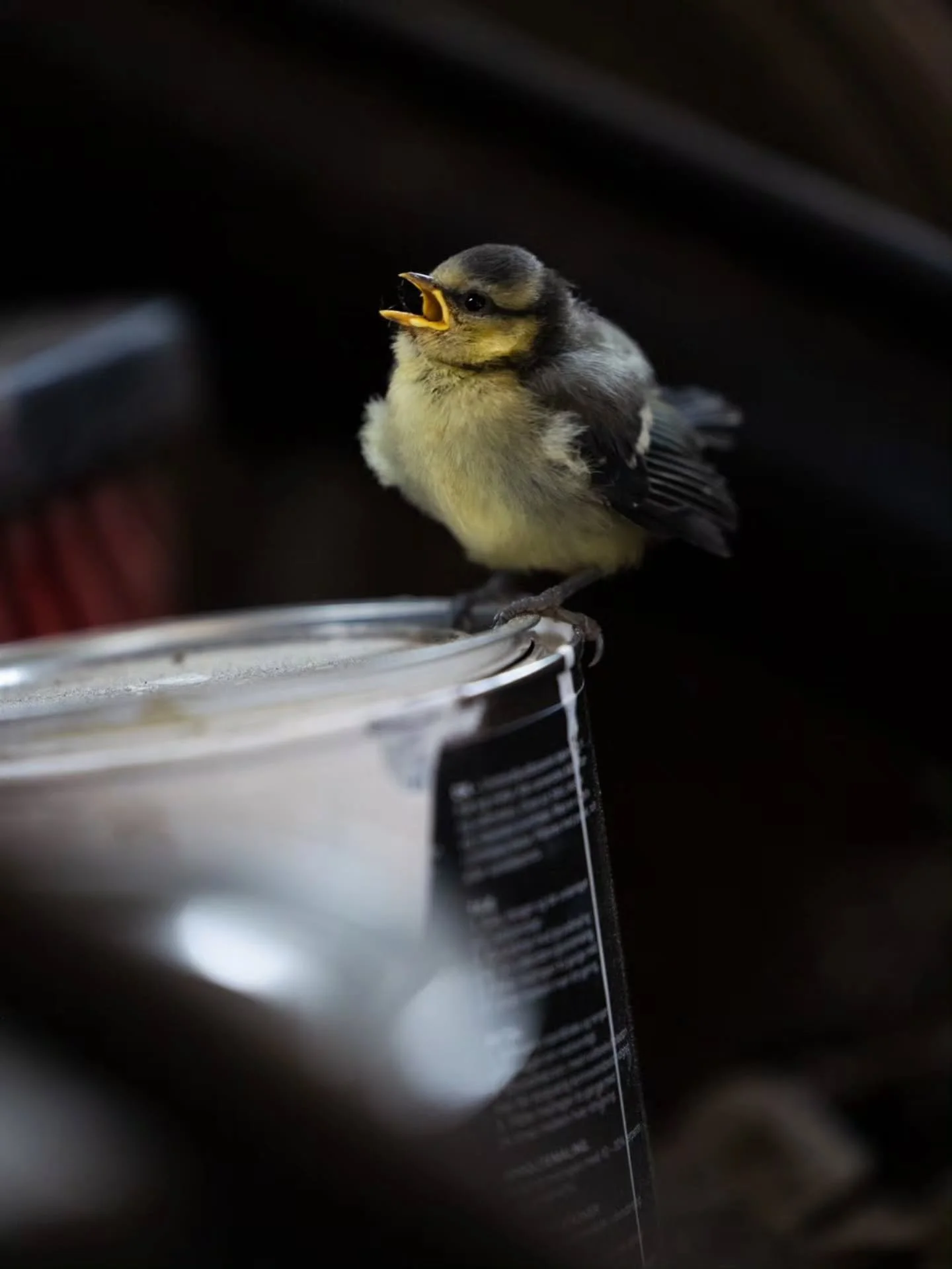 🐦 Pienen sinitiaisen suuri seikkailu

Kuulin navetan ladossa jatkuvaa piipityst&auml; ja l&ouml;ysin sielt&auml; sinitiaisen poikasen, joka oli jostain syyst&auml; lent&auml;nyt sis&auml;lle, mutta ei en&auml;&auml; osannut l&ouml;yt&auml;&auml; tie