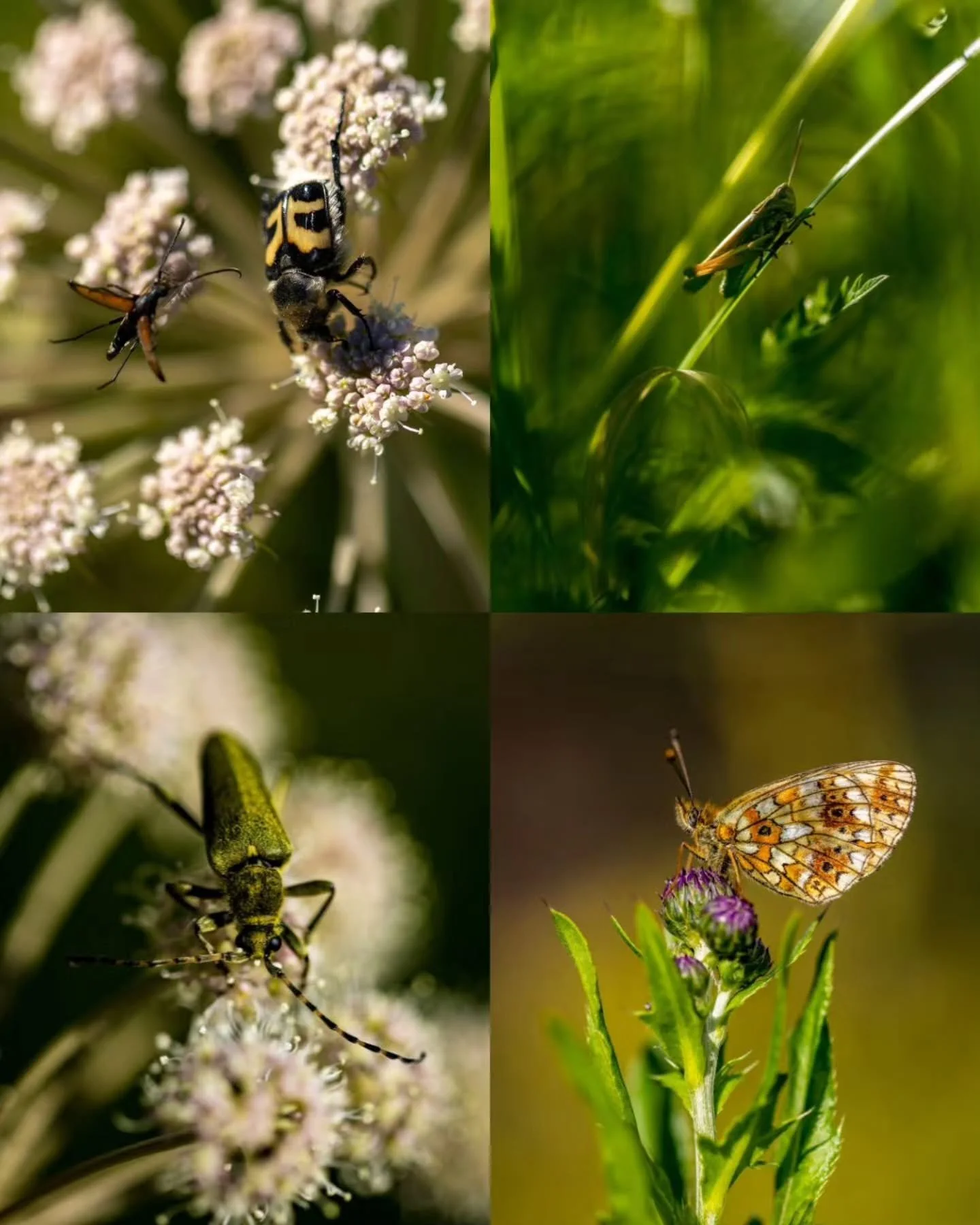 Maailma ruohonkorren korkeudelta 🦋🐝🪲🌿

The World from the Height of a Blade of Grass 🦋🐝🪲🌿