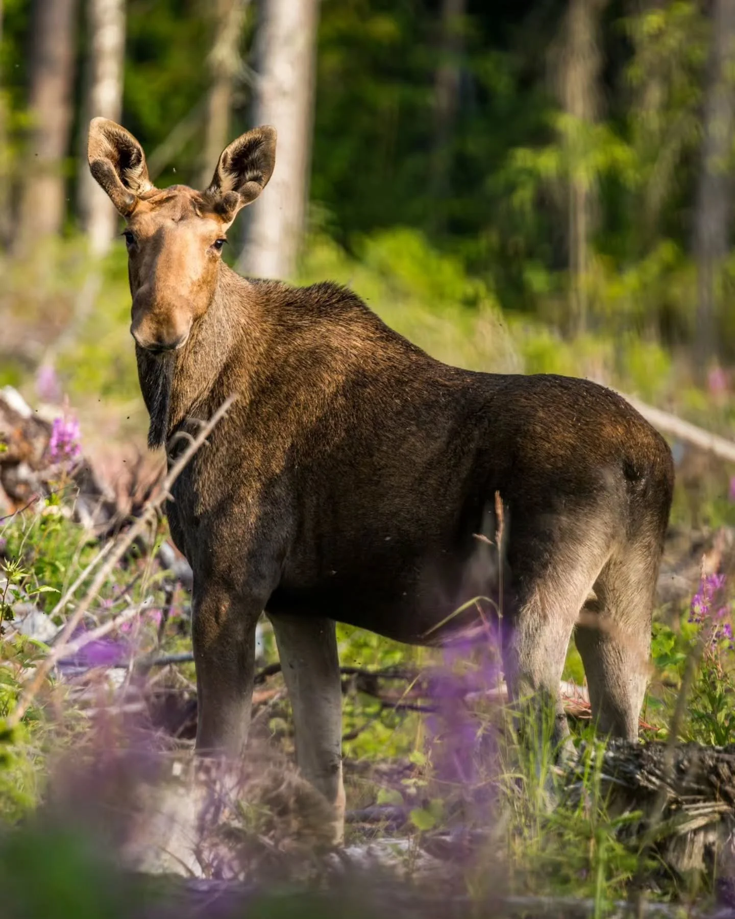 Nuori uroshirvi hakkuuaukean laidalla 🫎

A young male moose at the edge of a clear-cut area 🫎