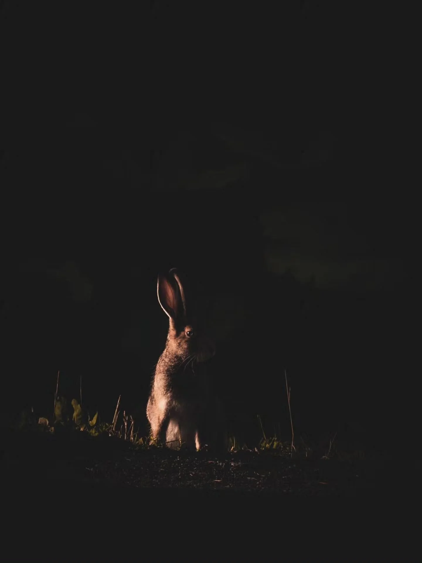Valon rajalla 🖤🐇🤍