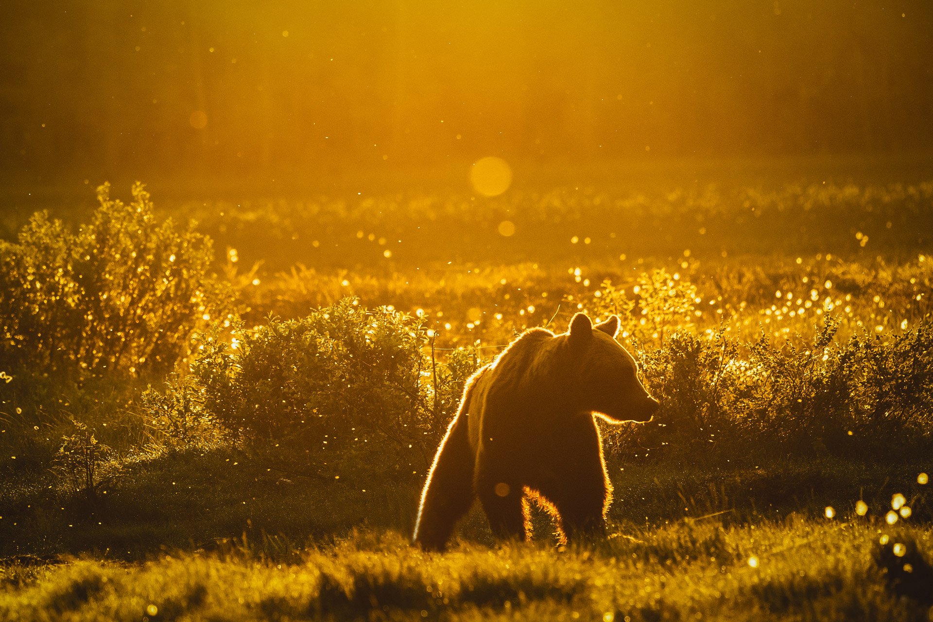Karhu-auringonnousun-aikaan-4.jpg