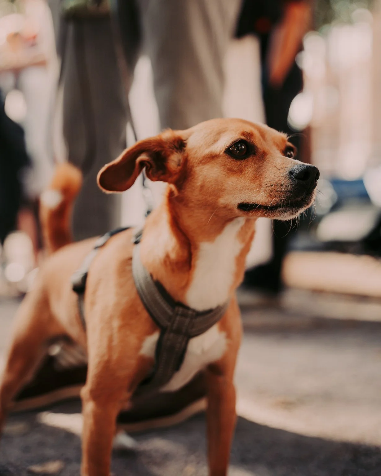 A small tan and white dog wearing a harness, sitting indoors, with people and objects blurred in the background.