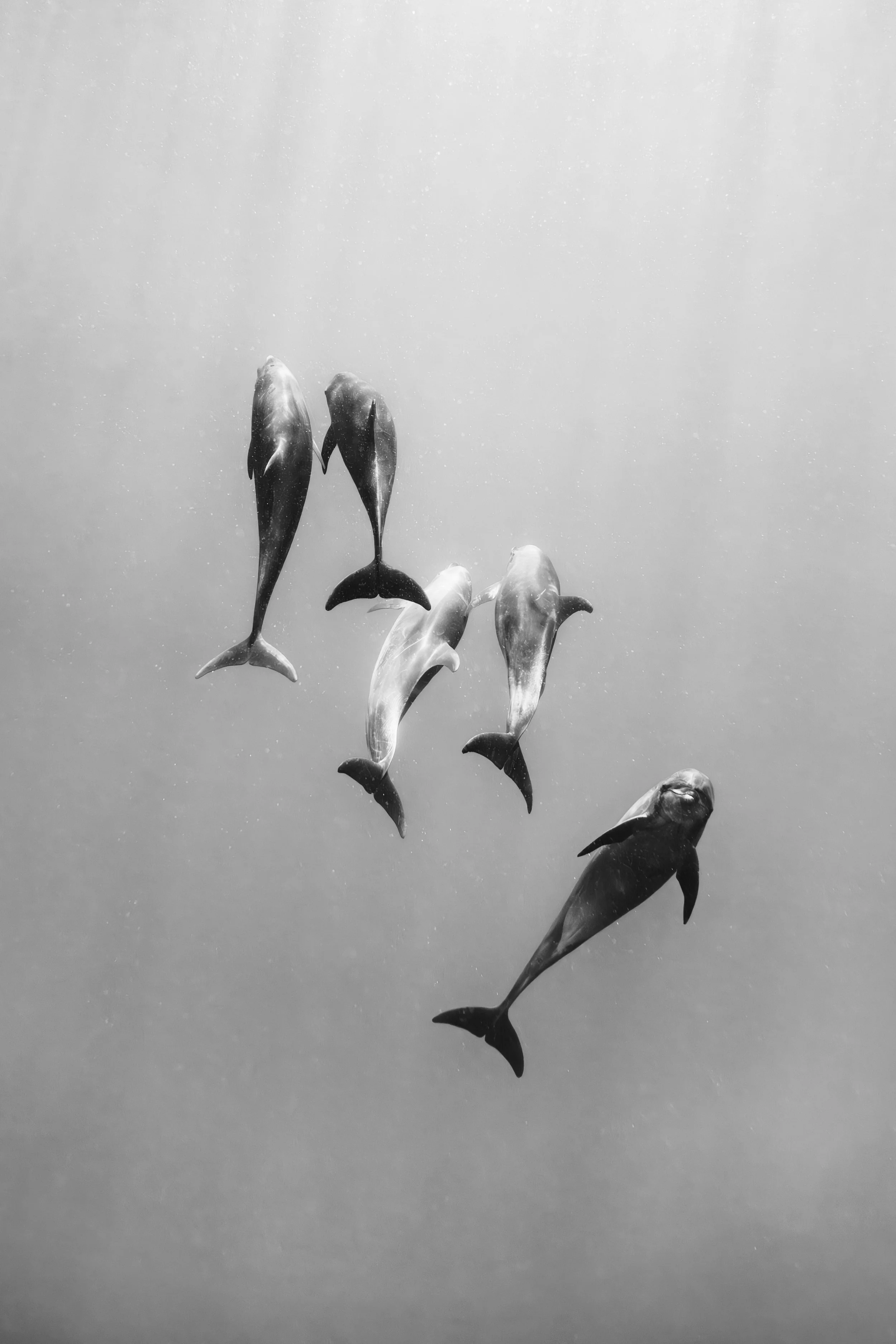 thriving ocean-12.jpg