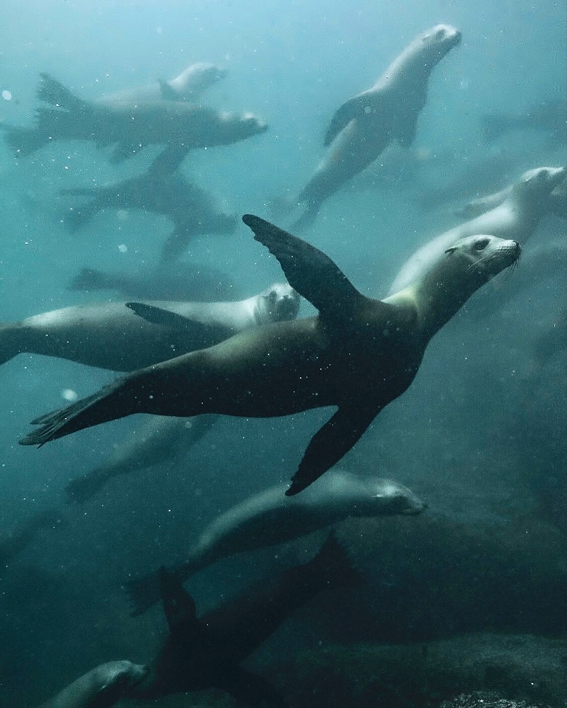 Sea Lion Soup 🦭 

A truly incredible experience being in the water with these cheeky pups this morning - the perfect distraction from the murky vis and cold conditions. It must have been their scheduled playtime as they all starting diving in from t