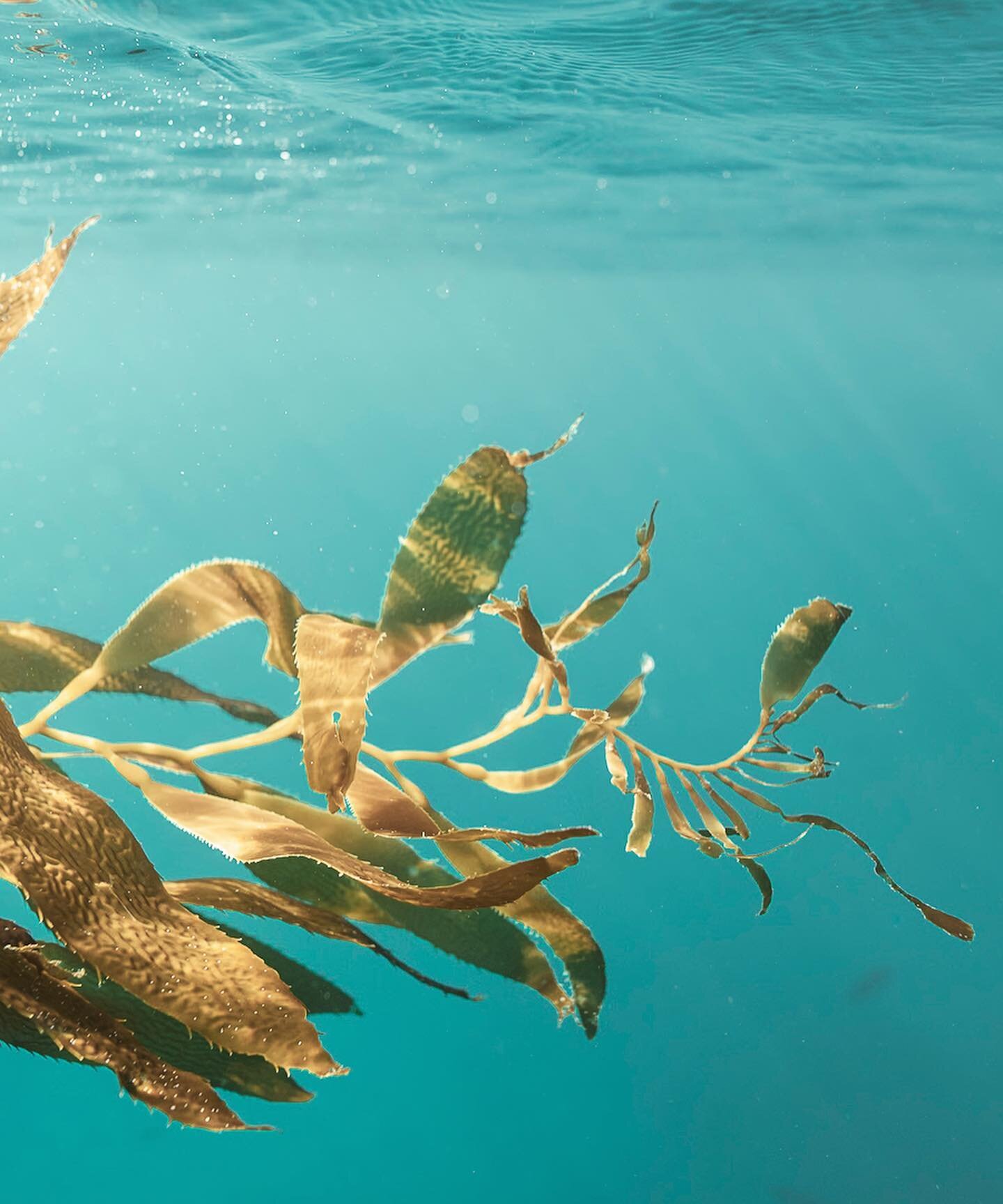 &bull; Underwater Botanicals &bull; 

Exploring new seascapes this week in the kelp forests of California 🐚

📍Monastery Beach, Monterey