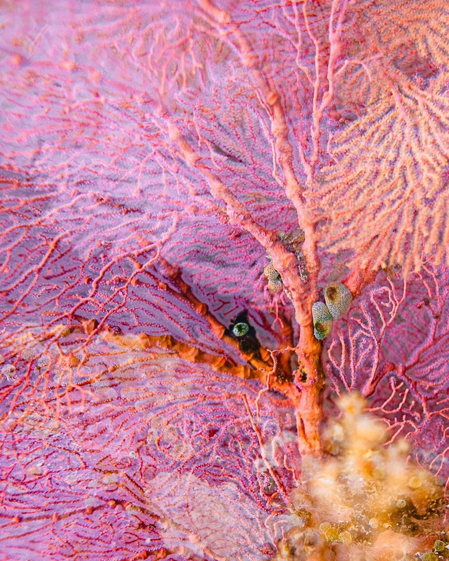 Pastel Dreamstates 🪸 

These stunning fan corals acted as a perfect metaphor for just how beautiful yet fragile our oceans are. Vibrant ecosystems are delicately balanced, yet without the necessary care they are easily fractured and destroyed (see l