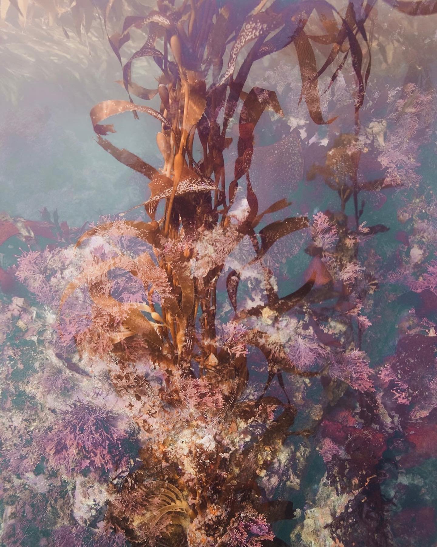 The dreamy palettes of the kelp forests of California were so full of warmth, unlike anything I&rsquo;ve experienced in tropical climates. I love how varied our underwater landscapes can be. Every location has its own colour scheme and decorations, a