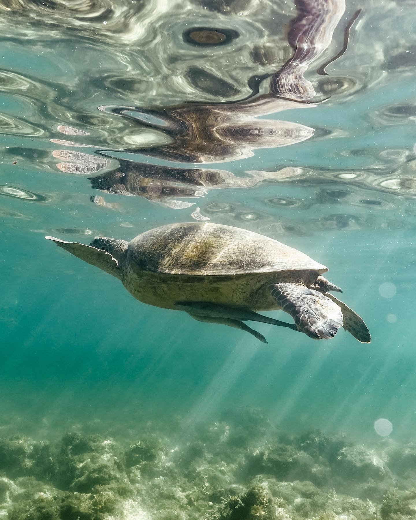 The giants of Siquijor 🐢 

No matter how many of them cross my path, the sight of a turtle always gets me. There&rsquo;s something so calming about their presence; their graceful flight through the water, the unspoken wisdom that comes from the many