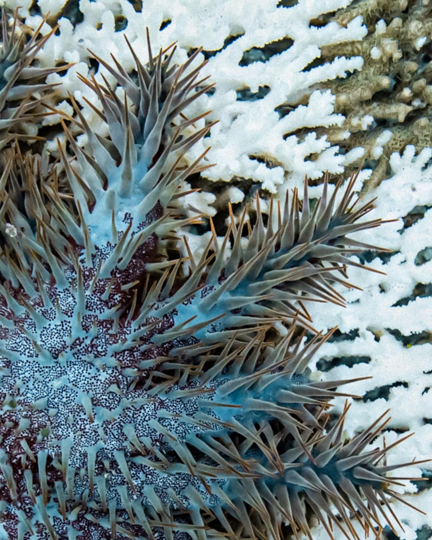 Coral Killers ⭐️ 

I had never come across the Crown of Thorns starfish before researching my trip to the Togean Islands in Indonesia last year. Before I arrive at a new place, I will always scope out some local ocean initiatives in the hope of givin