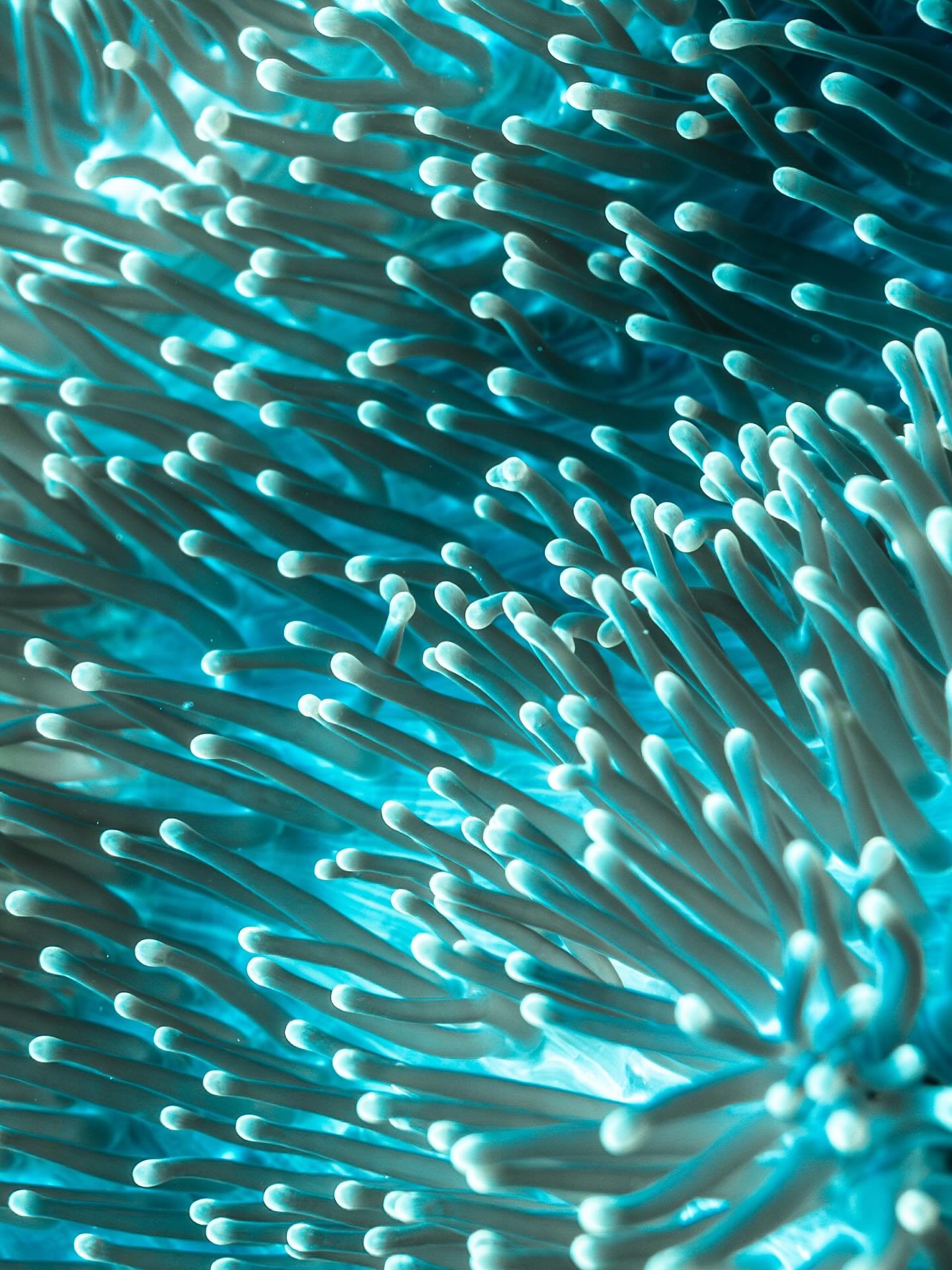 • Sea Sculptures •
I’ll never tire of revisiting the archives and getting lost in the hypnotic world of our underwater gardens. Their curves flow with such rhythm and I’m constantly finding unexpected details and inspiration hi