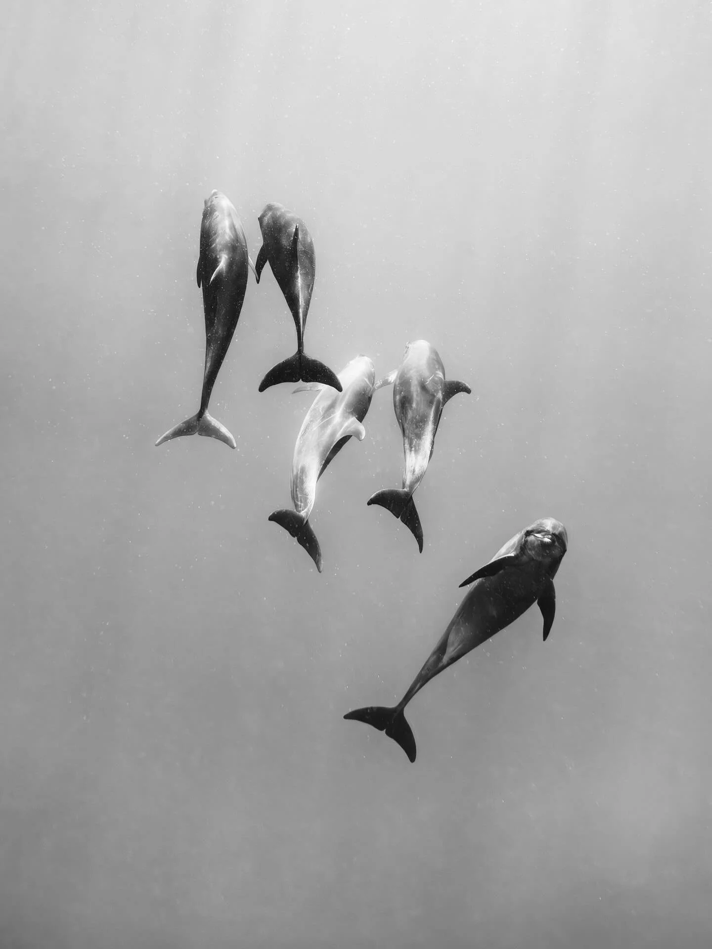 • Soul Kin • 
How do you know when you belong? I think for many of us, we’re in search of that sense of peace that washes over you when you are around those that feel like home. When your soul recognises its kin in another. 
That&rs