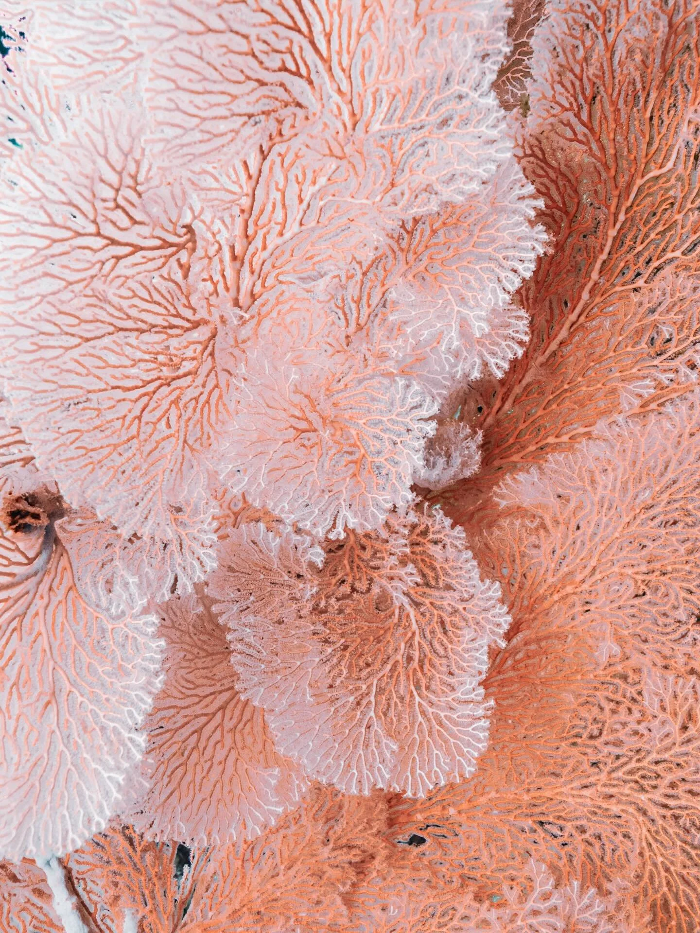 • Love Letters to the Reef • 
How are we supposed to handle the hopelessness that pours down when we see headlines such as “tipping point reached - coral reefs have passed the point of no return”? Climate anxiety is a wave that