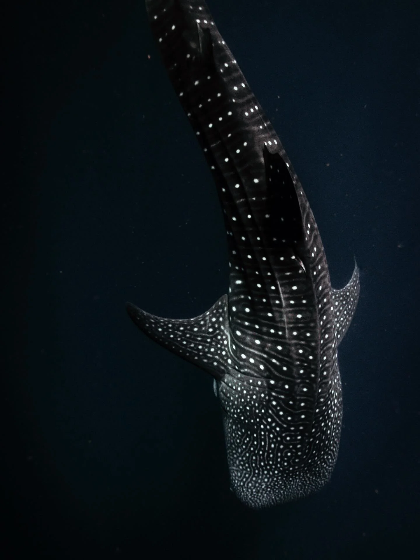 &bull; Constellation in Crisis &bull;

Did you know that a group of whale sharks is called a constellation? It&rsquo;s one of the most beautiful and fitting names I&rsquo;ve ever heard for wildlife, and conjures up such powerful imagery, as these mag