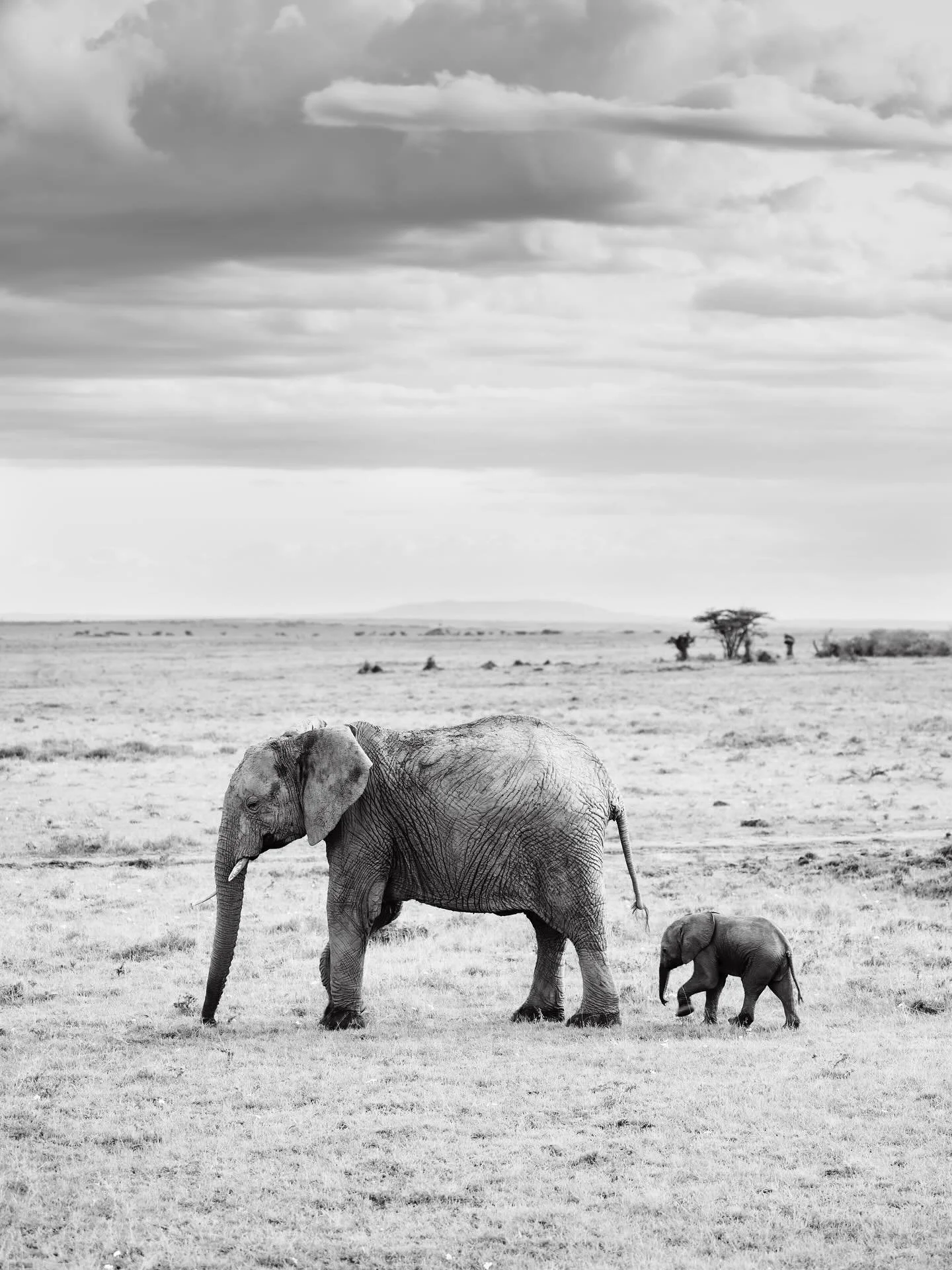 &bull; Mara in Monochrome &bull;

I&rsquo;ve taken a brief interlude from underwater time whist travelling Kenya, so I wanted to share some of the breathtaking wilderness that my lens has been capturing this last week. 

Having been told countless ti