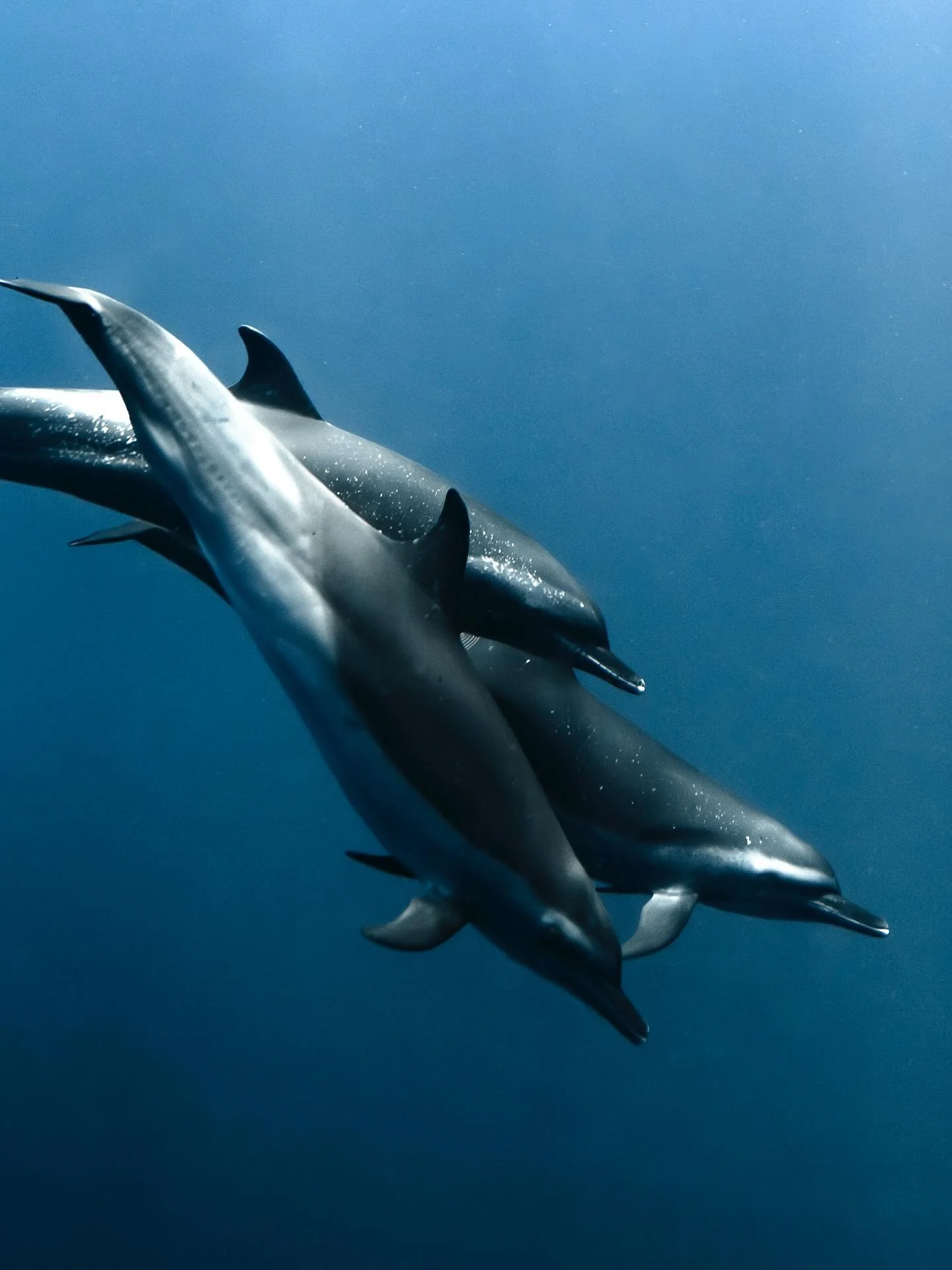 &bull; Allies for the Ocean &bull;

As ocean defenders we are a collective. To me, that means using whatever tools and conversations we can to remain a tight knit alliance, so that we can better serve our planet as stewards. None of us get it right a