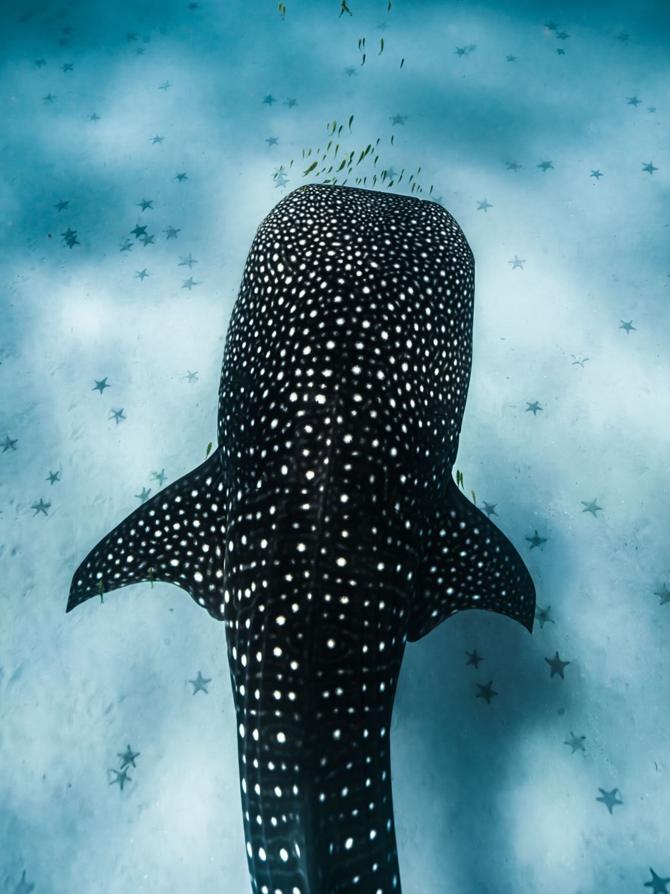 &bull; East African Jewel &bull;

Imagine drifting through galaxies of starfish, with an entire constellation swimming beneath you. Powder white sandbanks, azure waters and shorelines patchworked with the endless shades of the sea. 

I often sit with