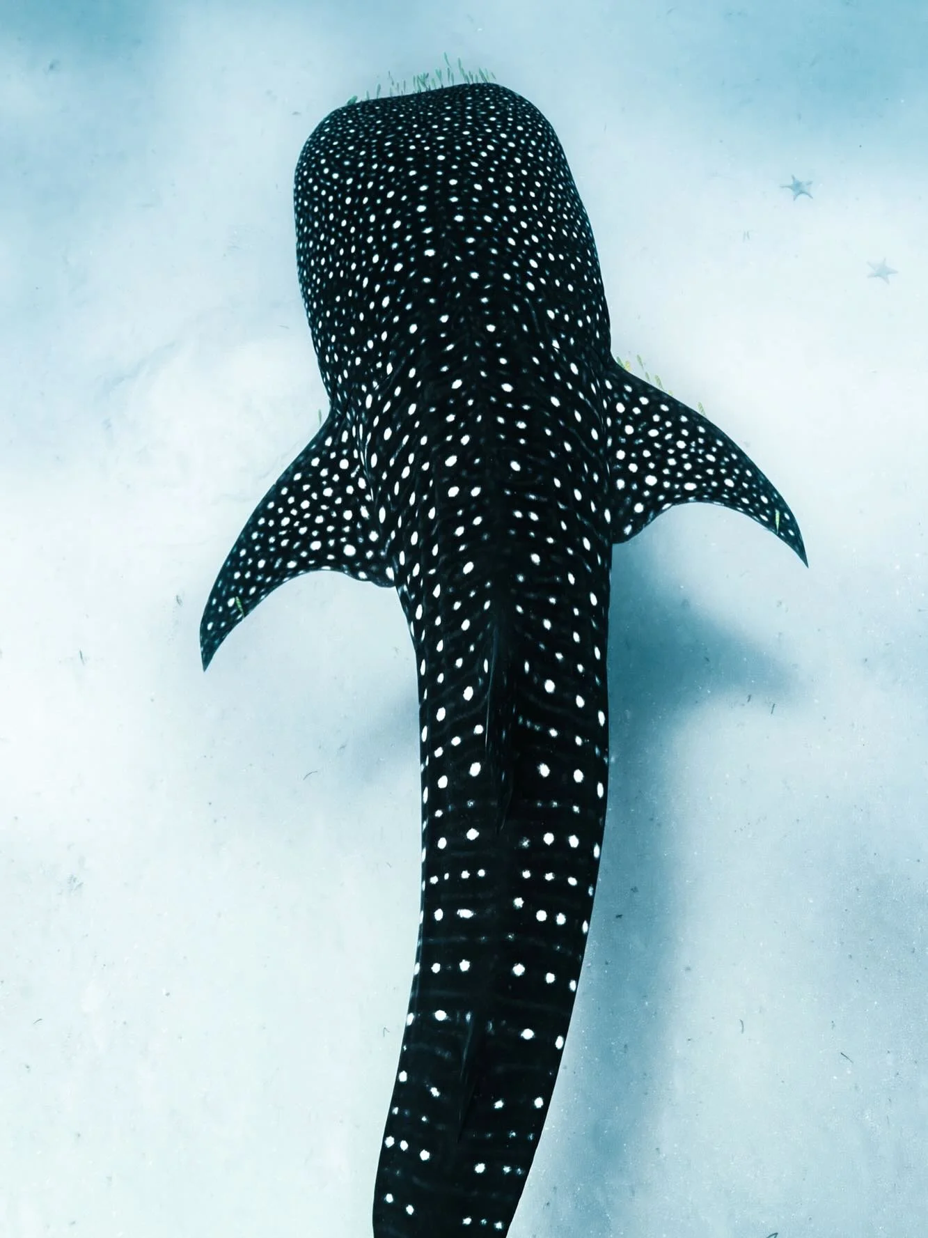 &bull; Stargazing - The Quest for a Shooting Star &bull;

Our recent trip to Tanzania was a humble reminder of what eco tourism really looks like, and that we are not entitled to moments with wildlife just because we seek them. 

We travelled to a re