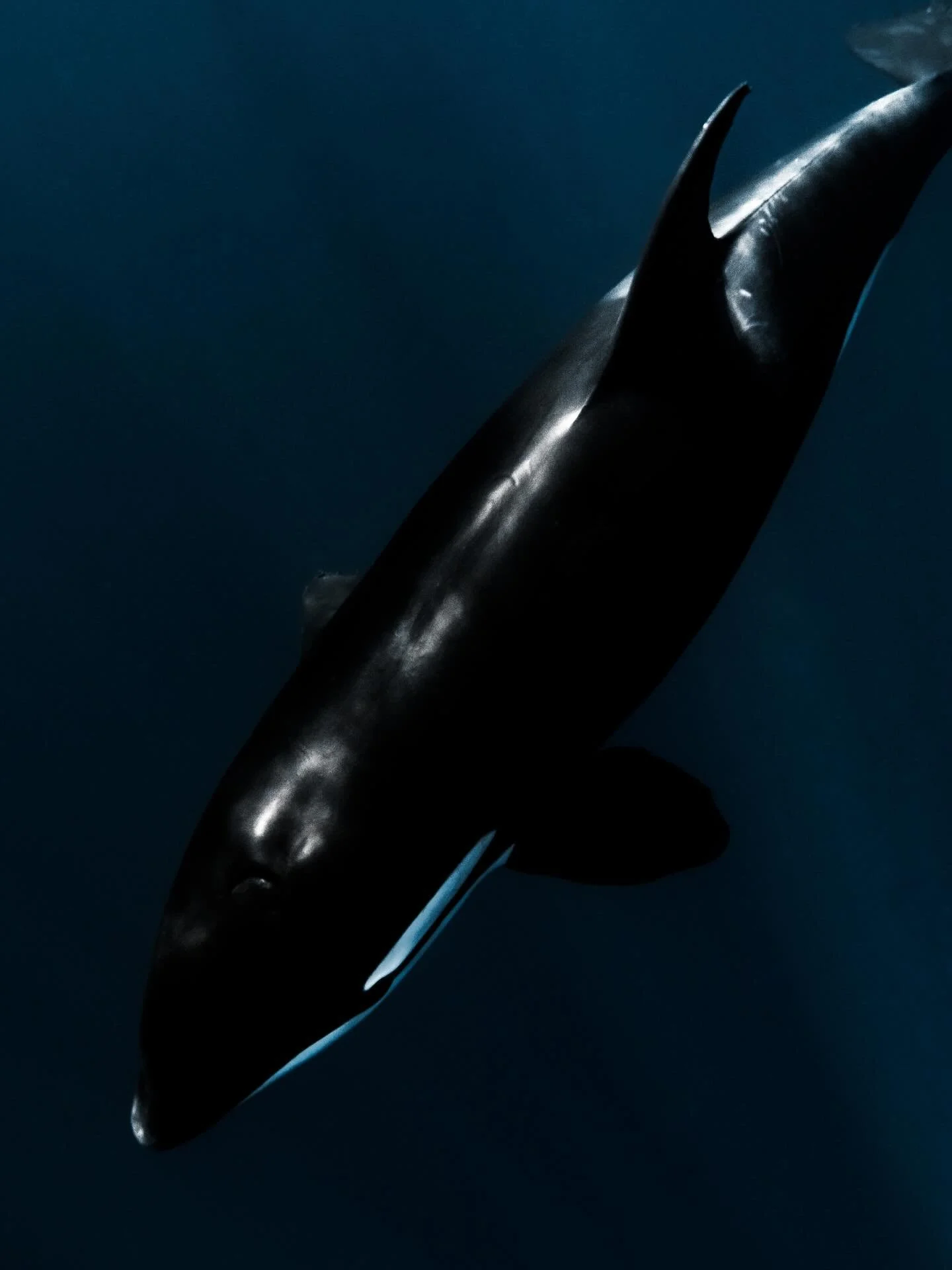 &bull; Thriving Ocean &bull;

I&rsquo;ve been so wrapped up in getting my new gallery space ready to open that I almost forgot how much I love my late night editing sessions, getting lost in painting new details into some of my favourite memories, wa