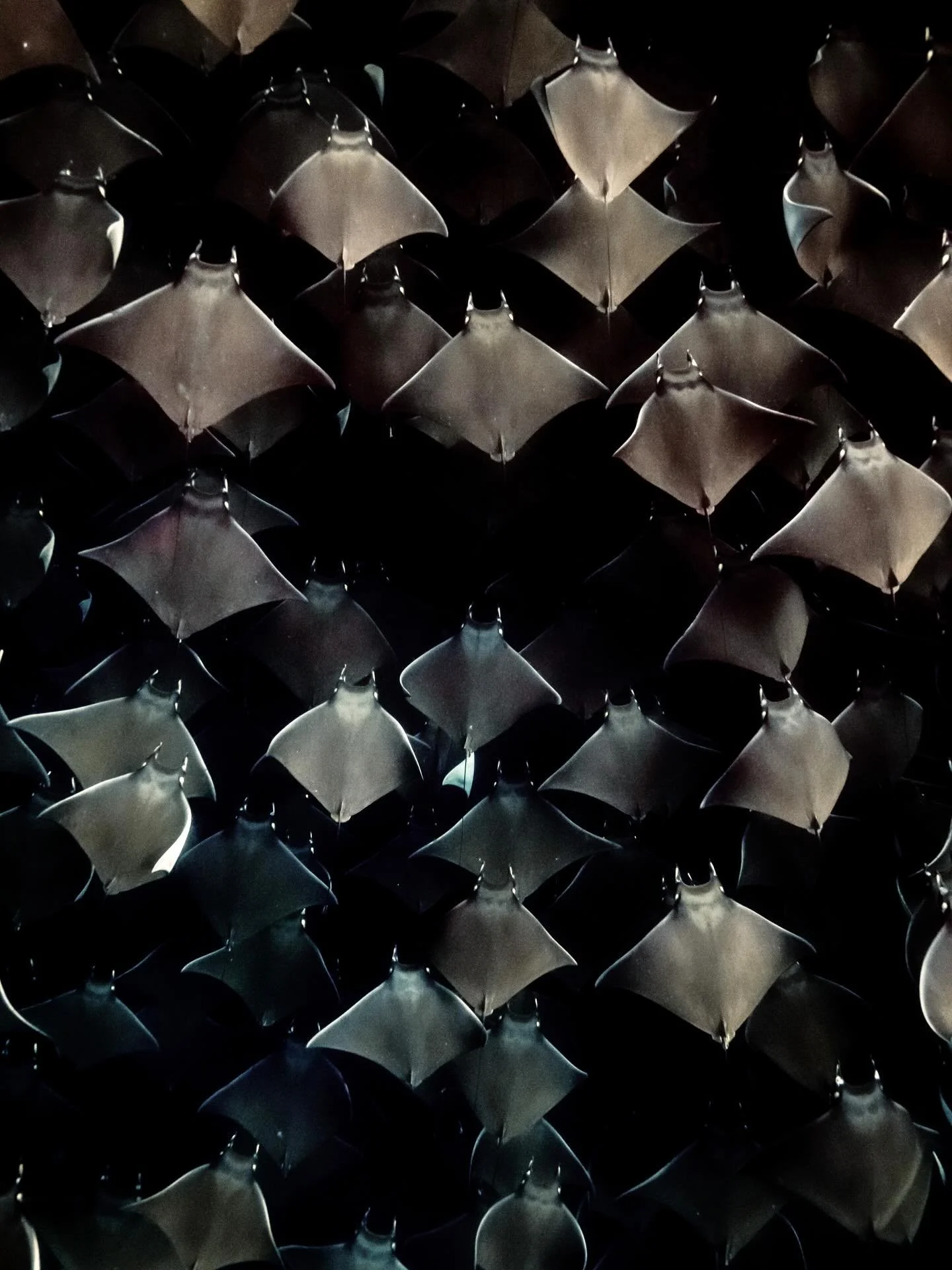 &bull; Time Capsule - Wildlife Edition &bull;

If I could put my top dive moments into a time capsule to relive them over and over again, these would be the frames I would revisit. Not necessarily because they are my favourite photos, but because I w