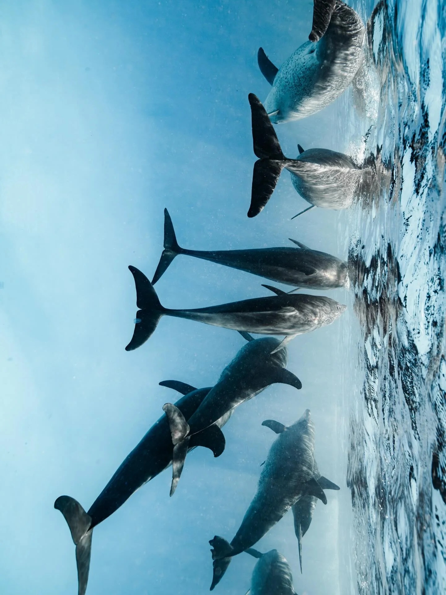 &bull; Dance of the Dolphins &bull; 

Some experiences are so precious that they deserve time to be revisited and honoured properly. I closed last year with 3 of the most heart opening days of my ocean adventures yet, experiencing drop after drop of 