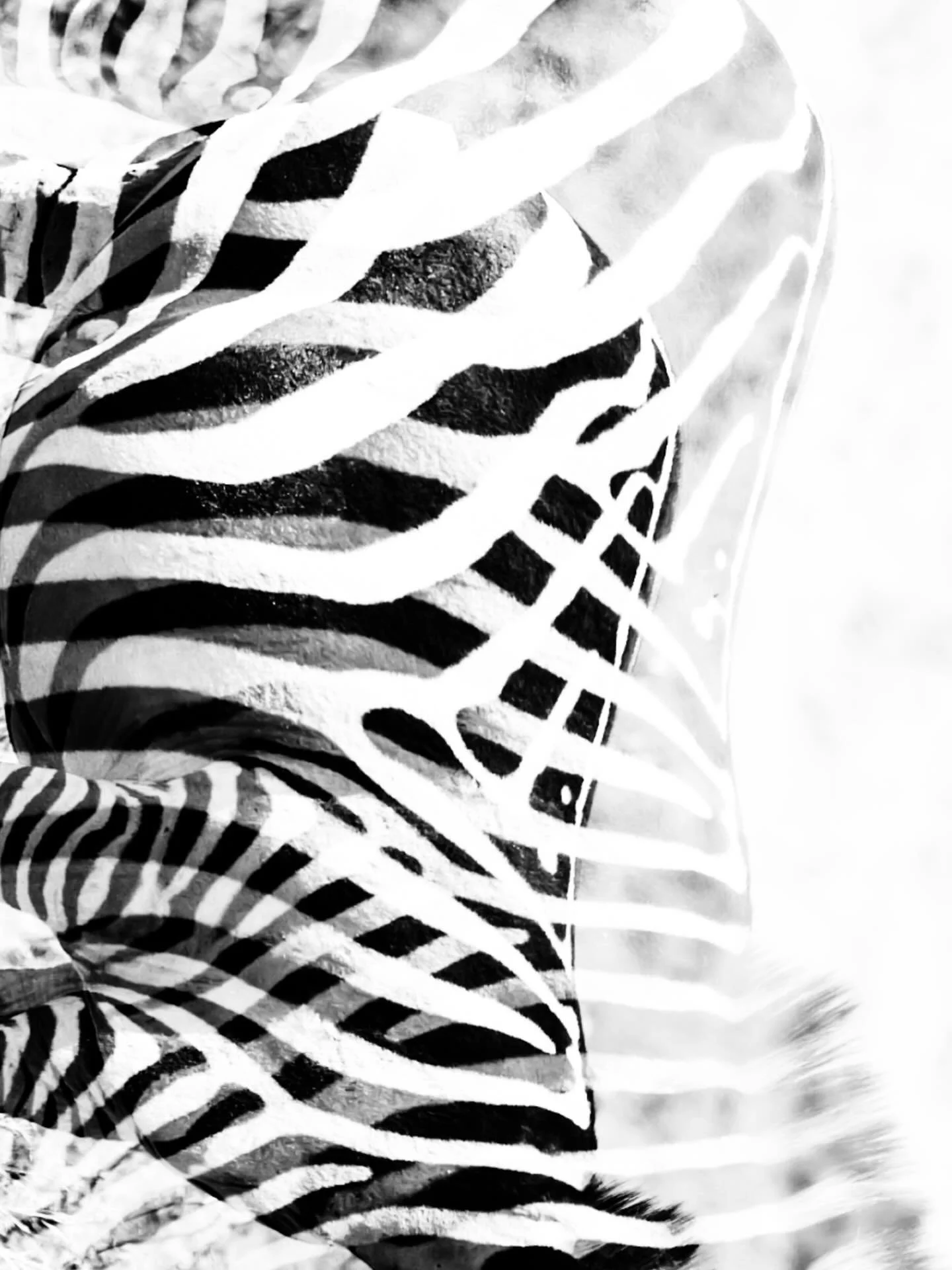 &bull; Print Alter Ego &bull; 

I&rsquo;ve always been a little in love with zebras. It was one of my mama&rsquo;s nicknames for me growing up, so I&rsquo;ve always felt a kinship aside from the fact they&rsquo;re insanely beautiful. 

Their print ha