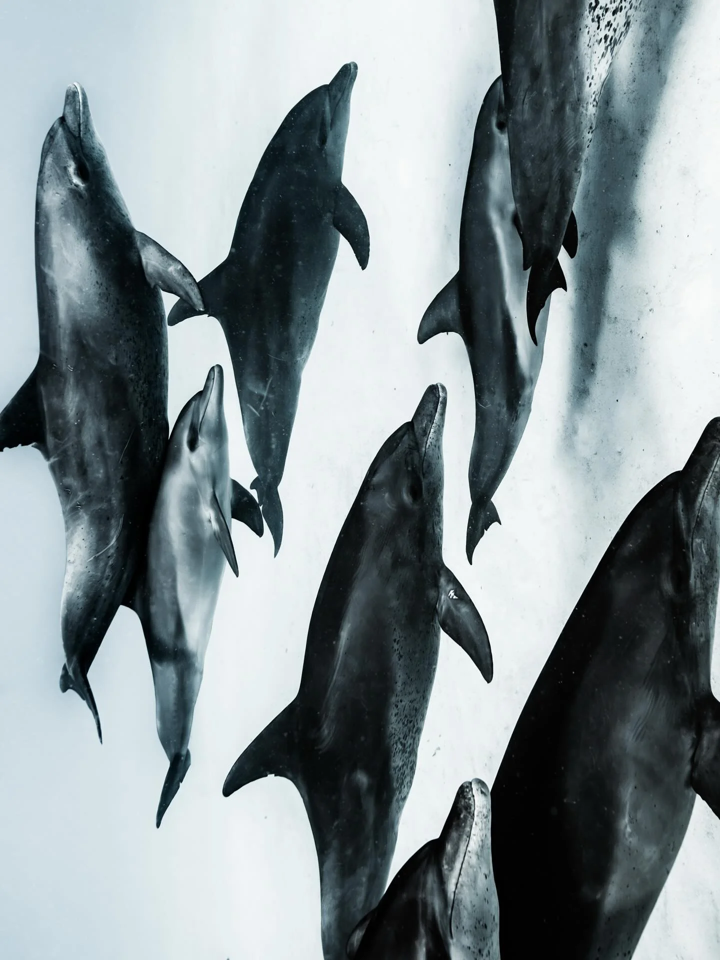 &bull; Becoming the Pod &bull; 

The depth of these days spent with @zanzibar_mermaid will honestly be felt for the rest of time for me. I truly value time spent with those that I can learn from, and to witness the way that Mila moves within her pod 