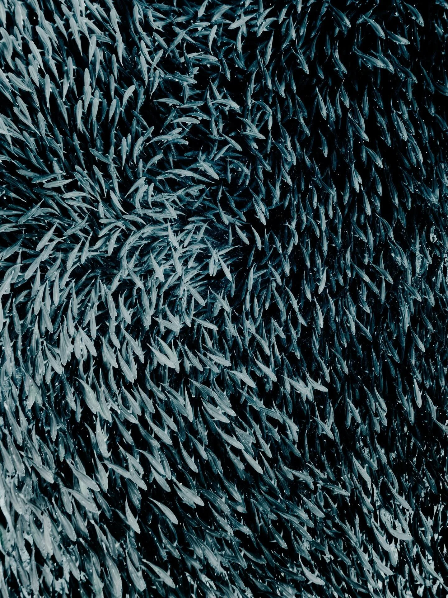 &bull; Our Planet Ocean &bull;

From the technicolour reefs to the deepest trenches, every drop of ocean is part of a single body of water, that breathes life into every species on the globe. Its plight is connected, and felt in every corner of the w