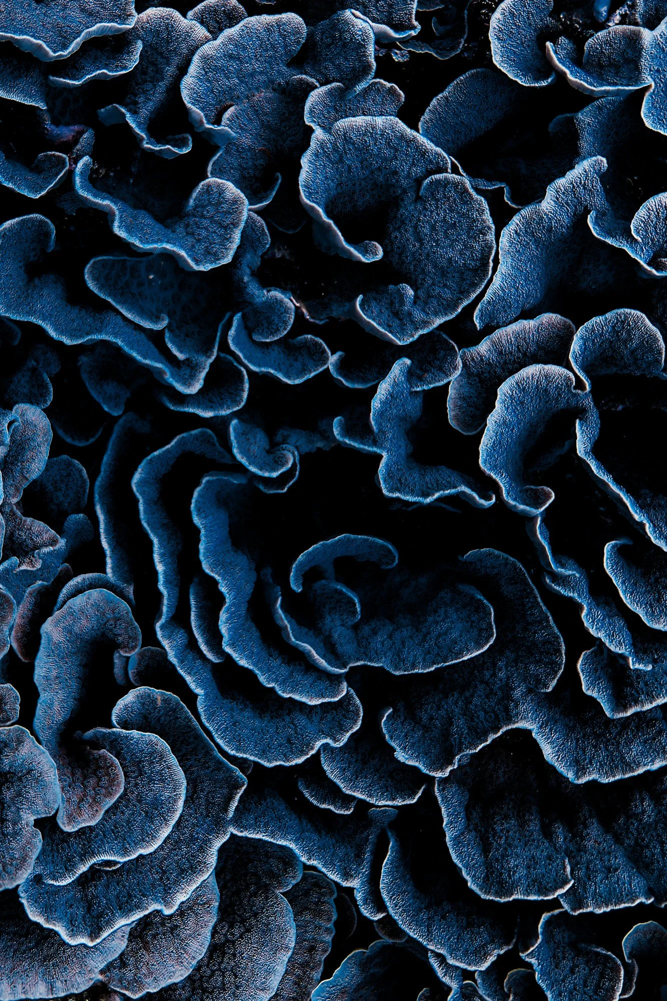 discover earth corals-3.jpg