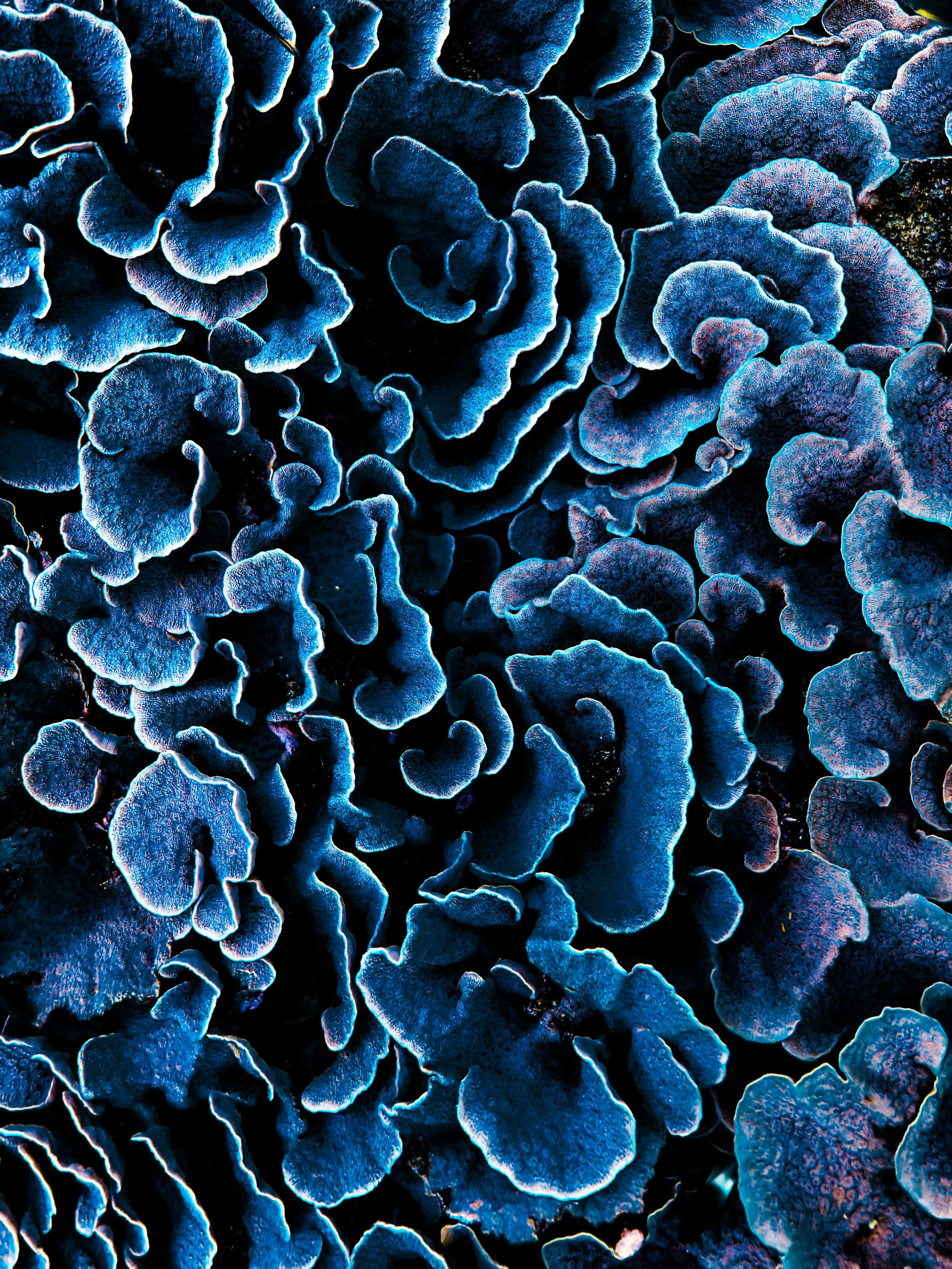mafia island corals-3.jpg