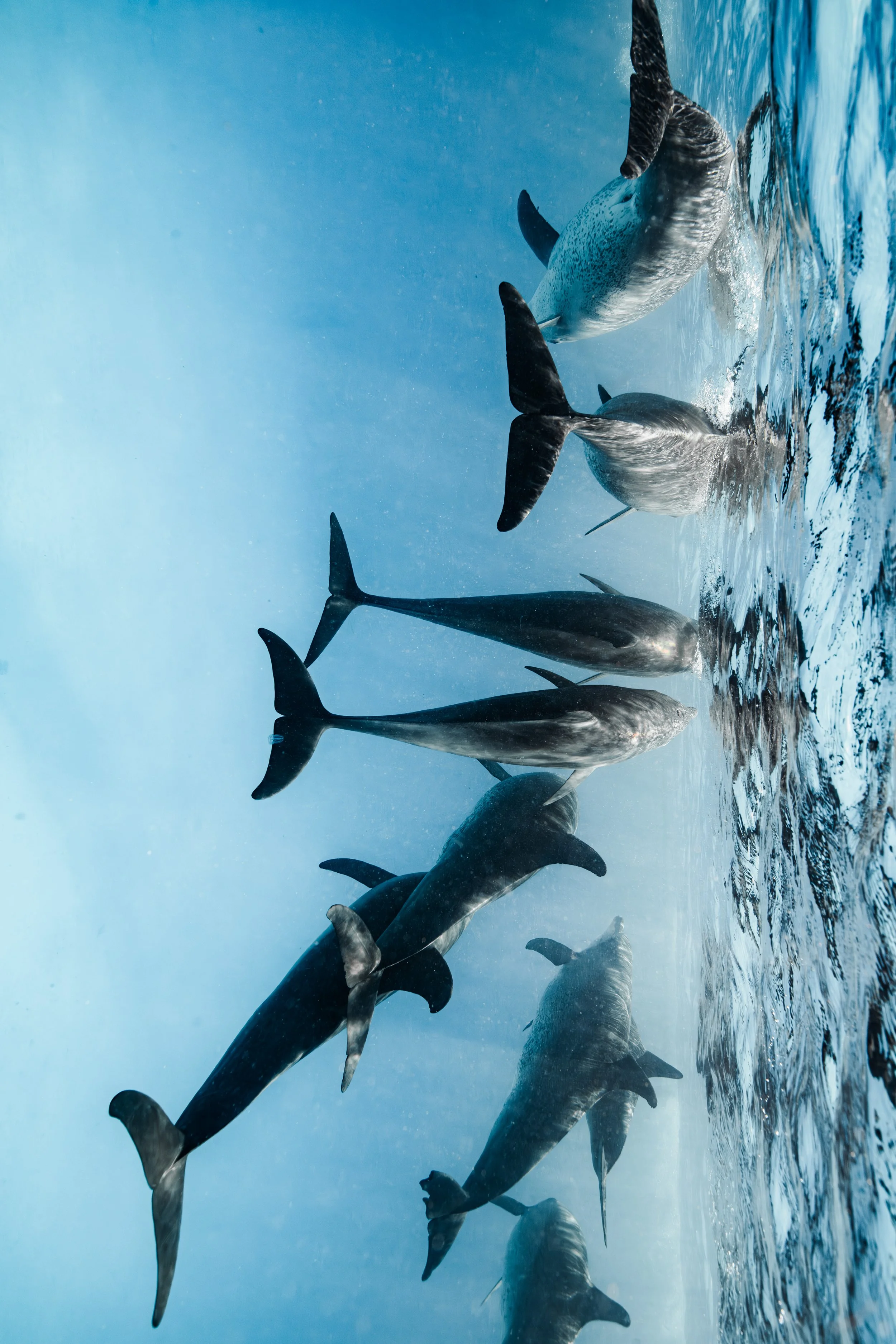 dolphin dance-1.jpg