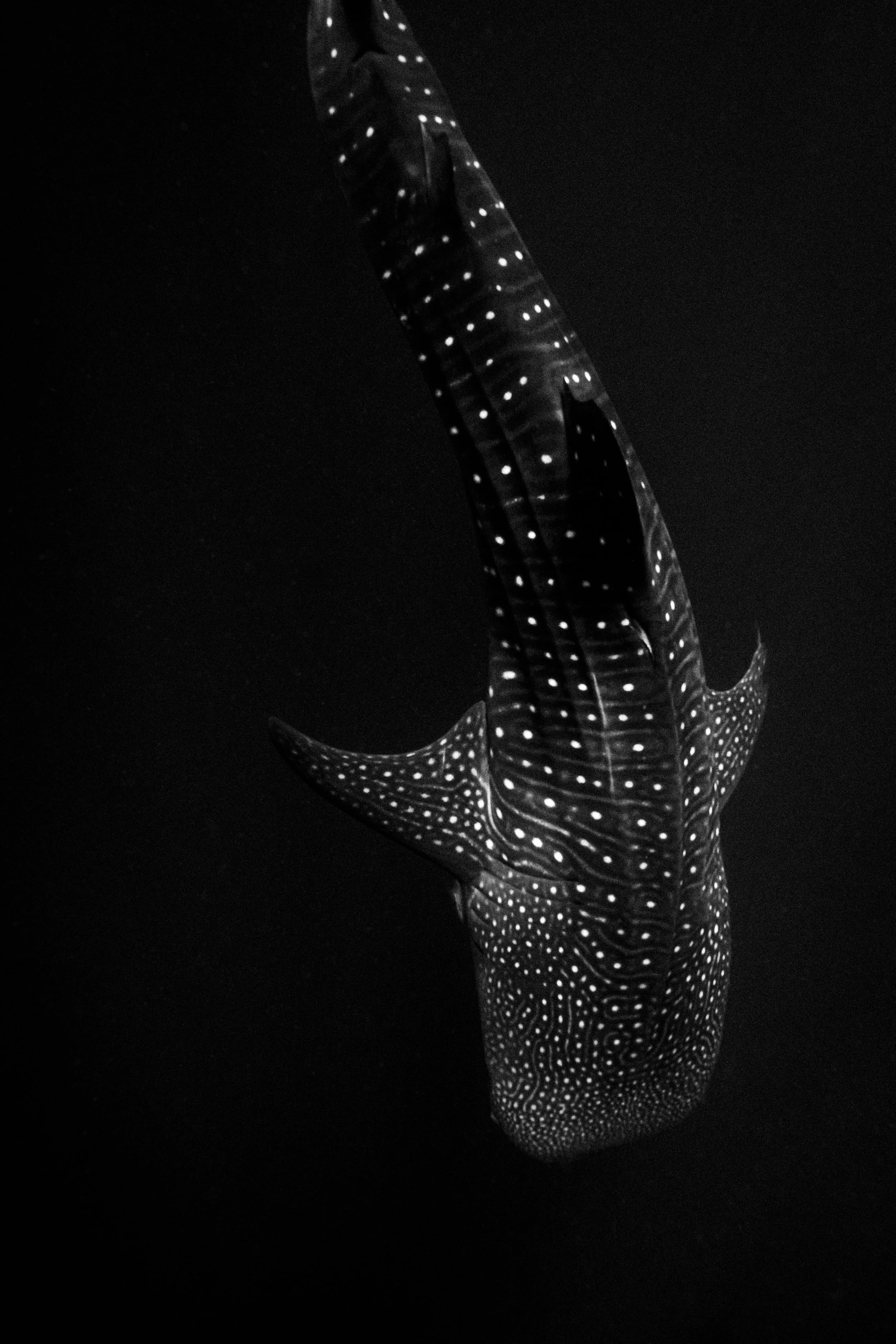 time capsule wildlife-10.jpg