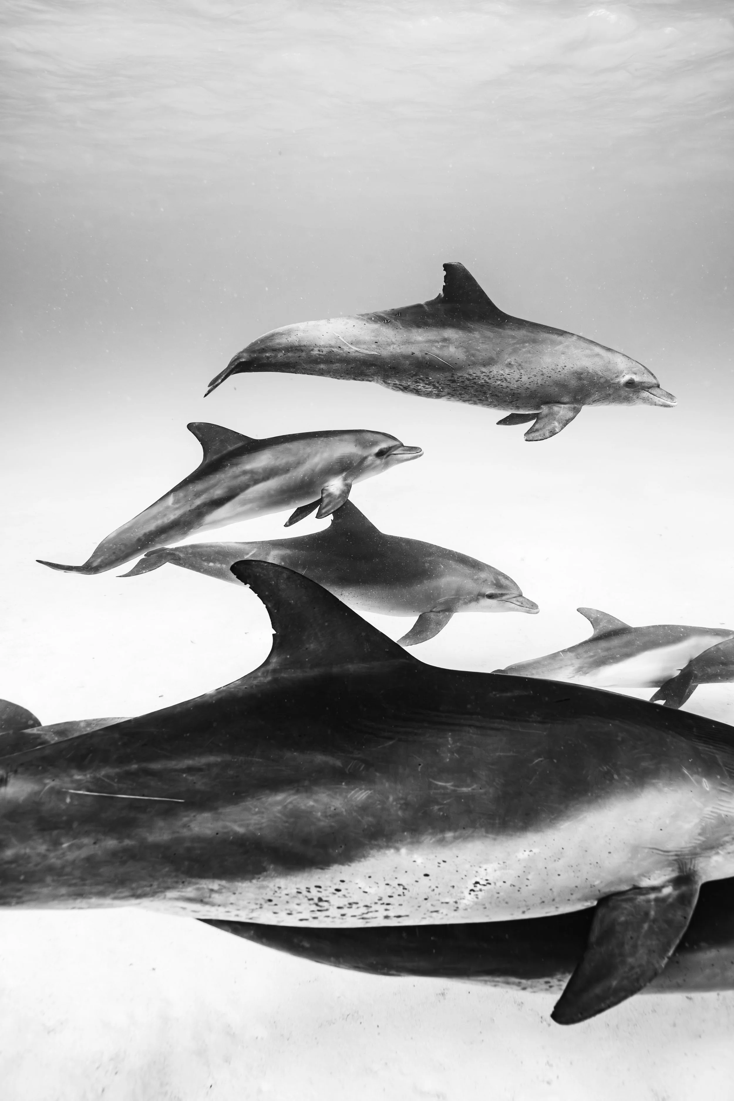 soul of a dolphin-7.jpg