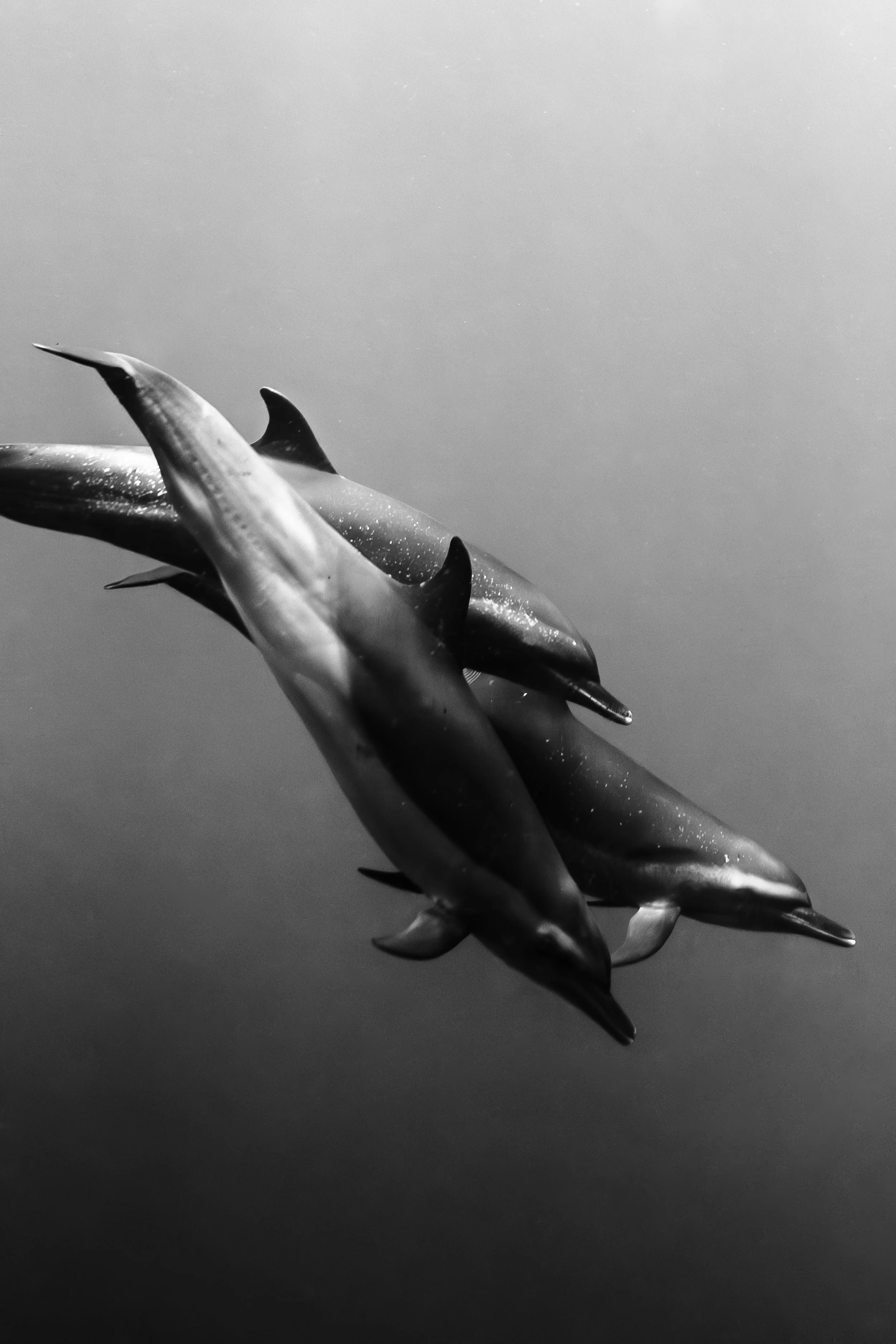 time capsule wildlife-8.jpg