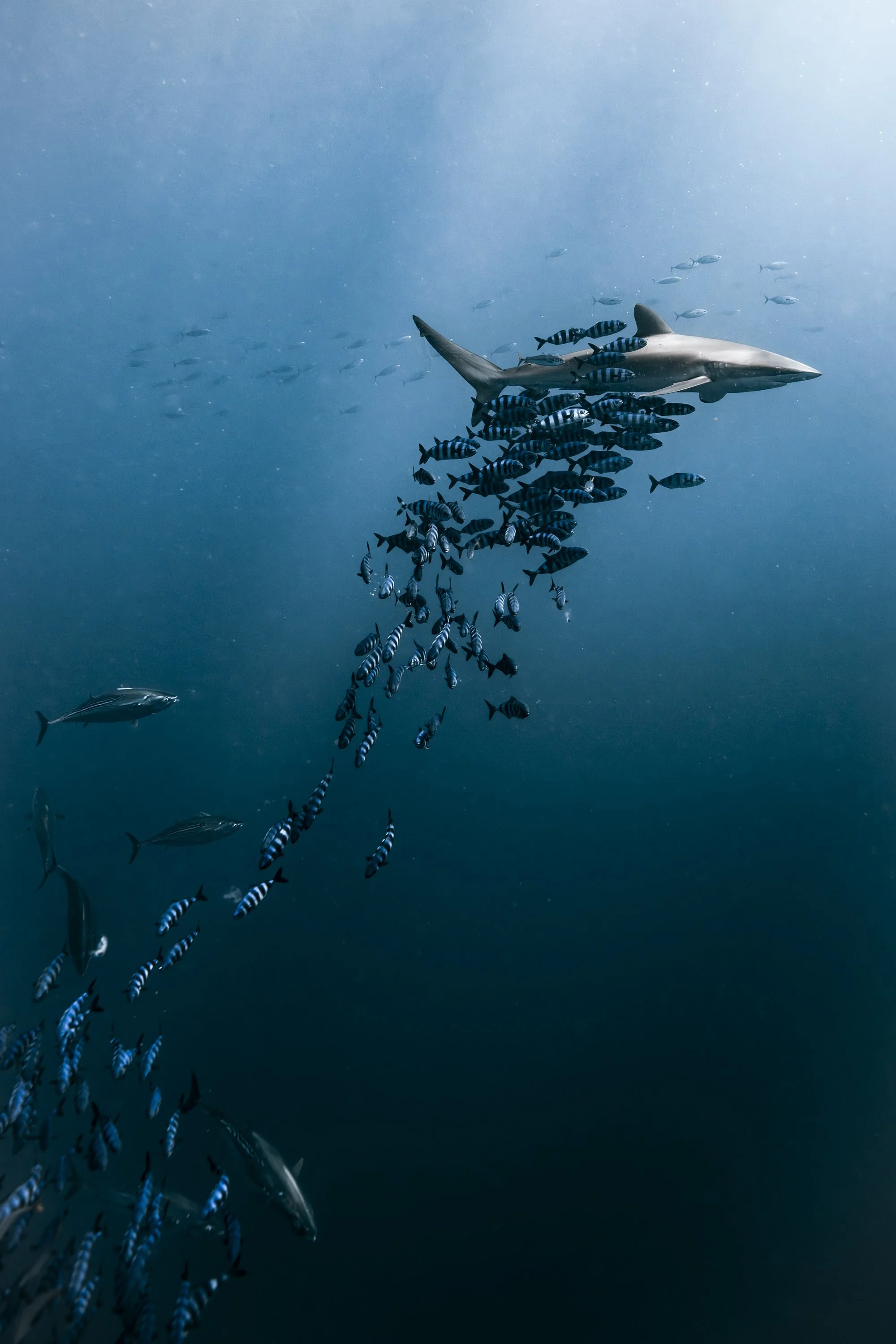allies for the ocean-18.jpg