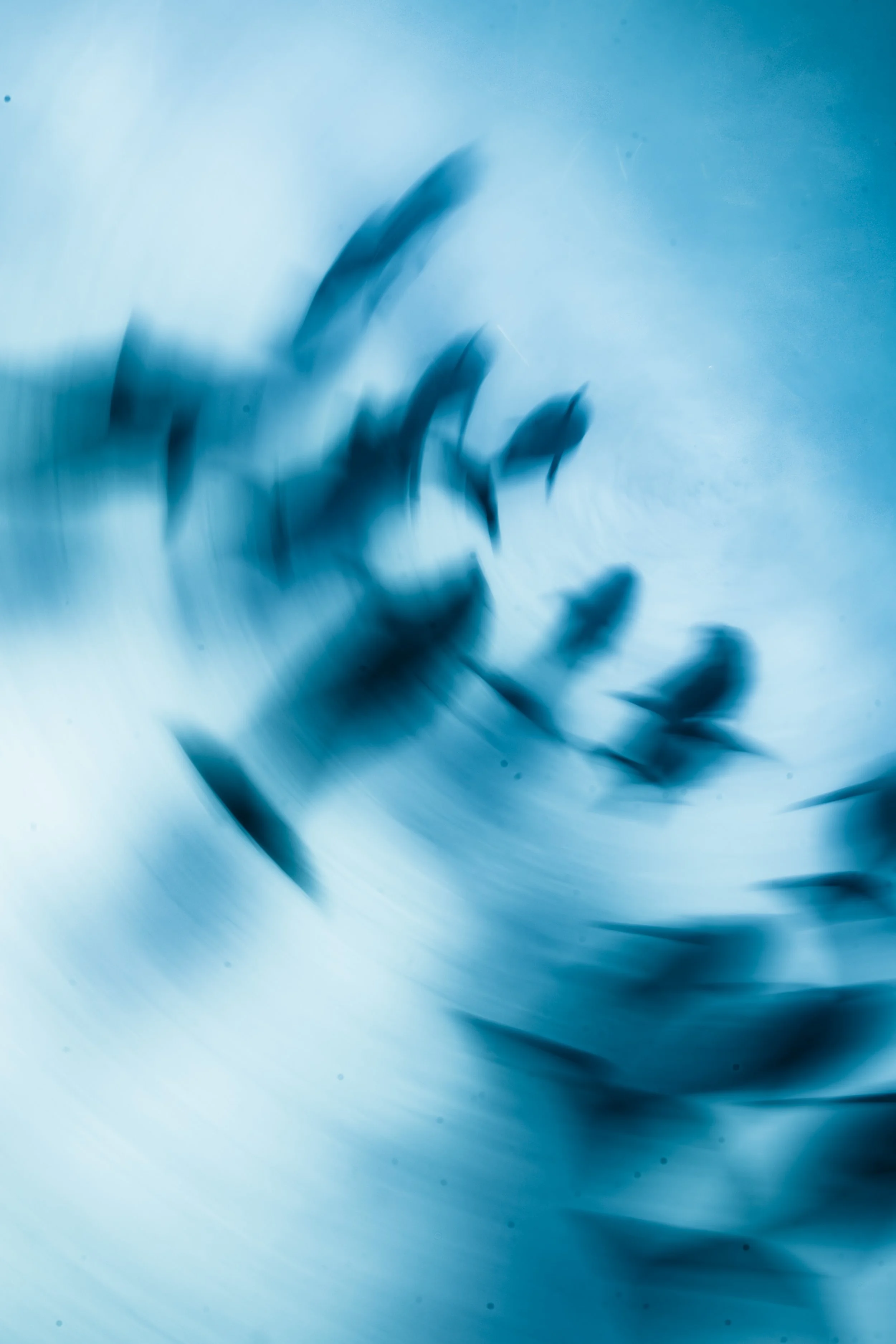 dolphin dance-5.jpg