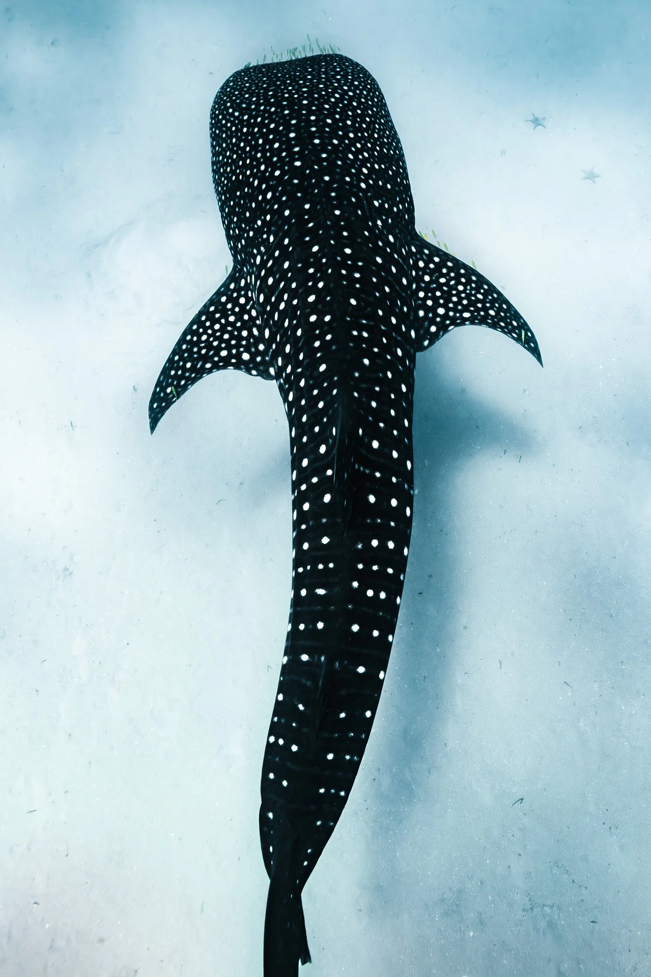 stargazing-1.jpg