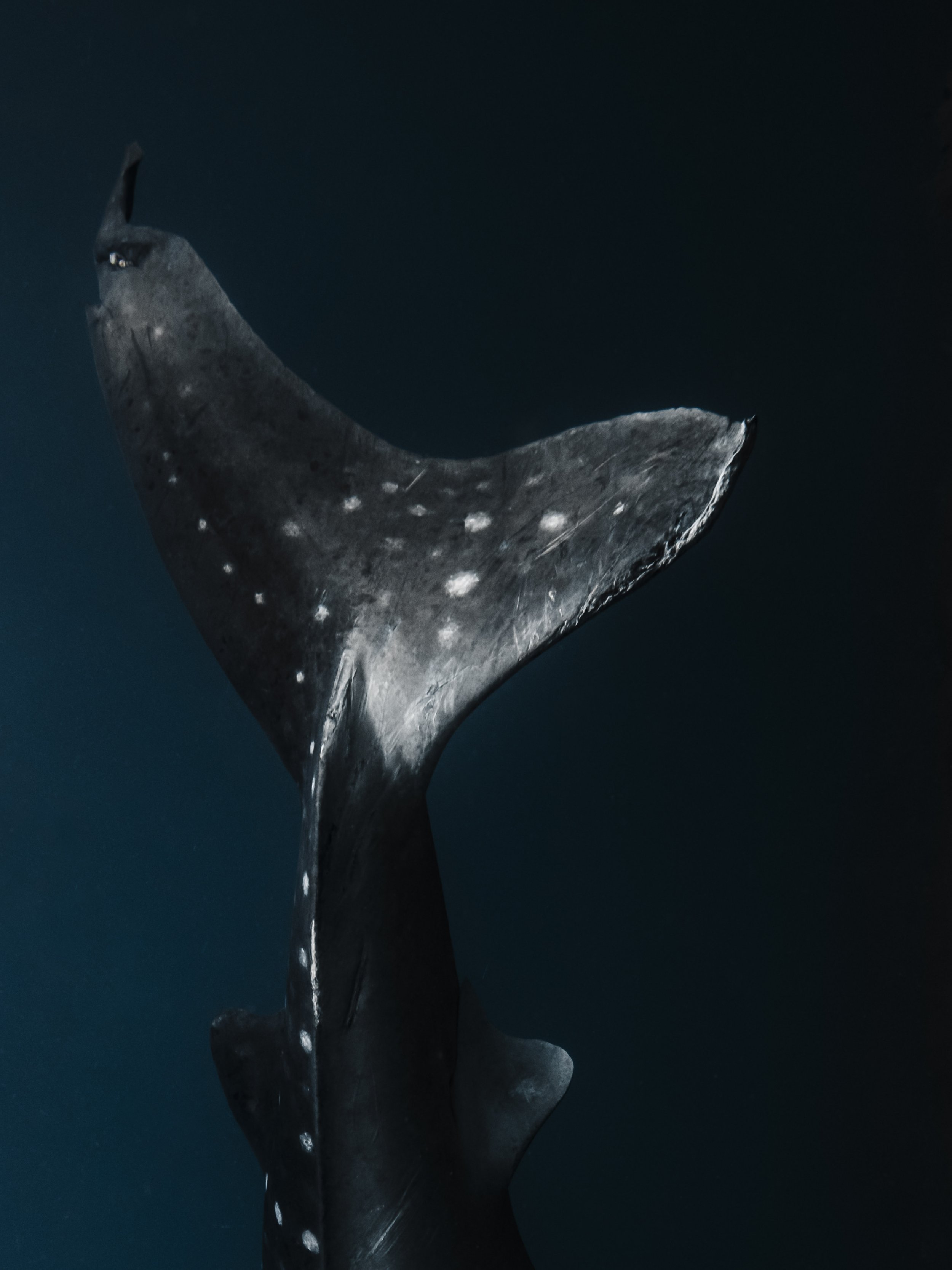 constellation in crisis-8.jpg