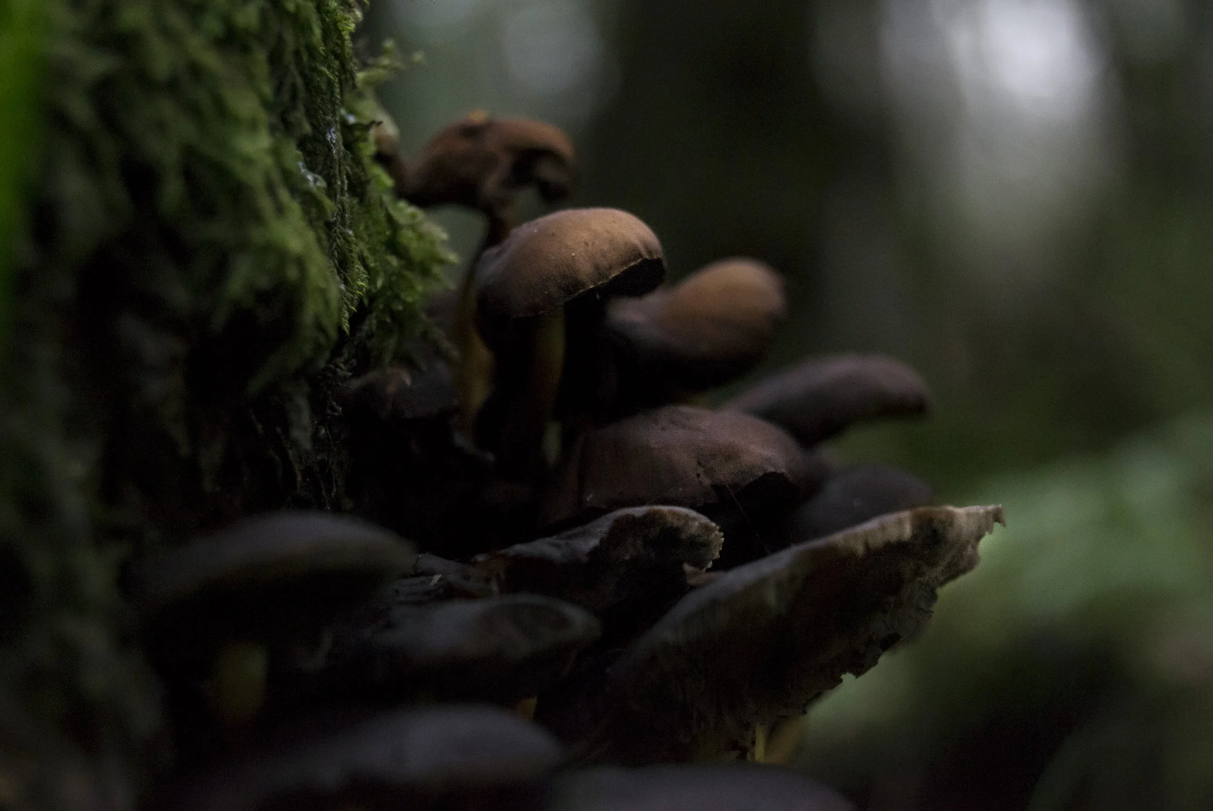 "Autumn in the New Forest II"