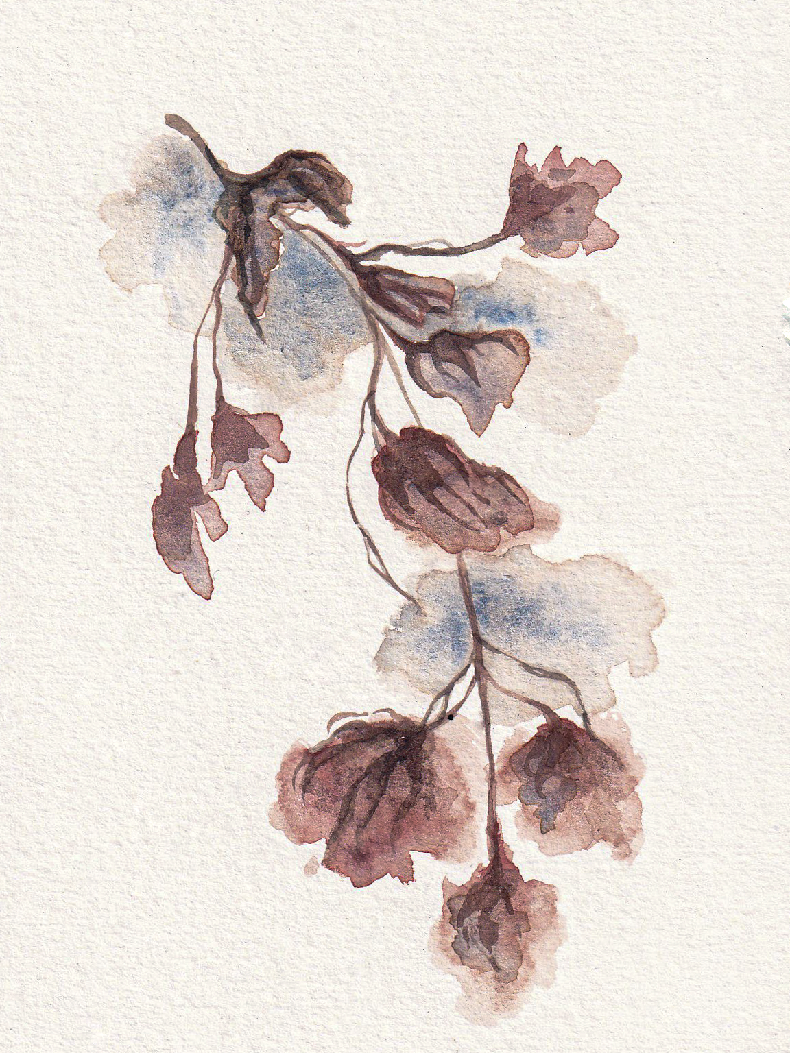 Watercolour florals II