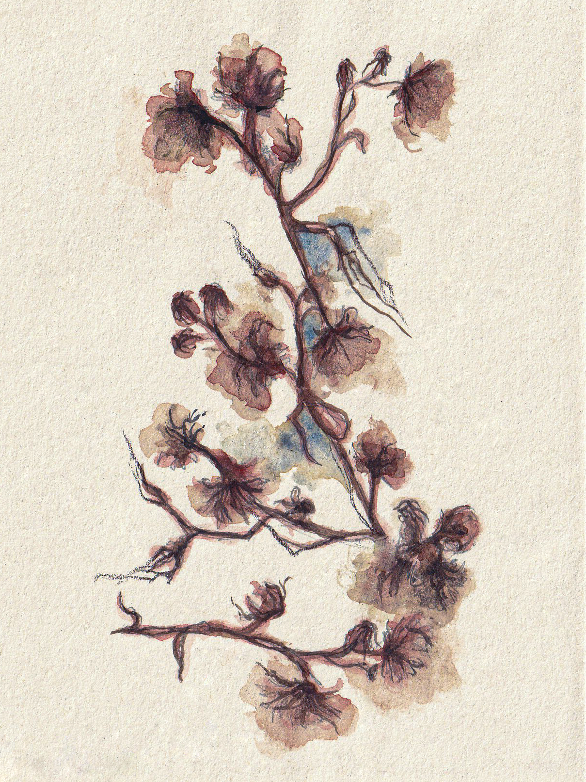 Watercolour florals I