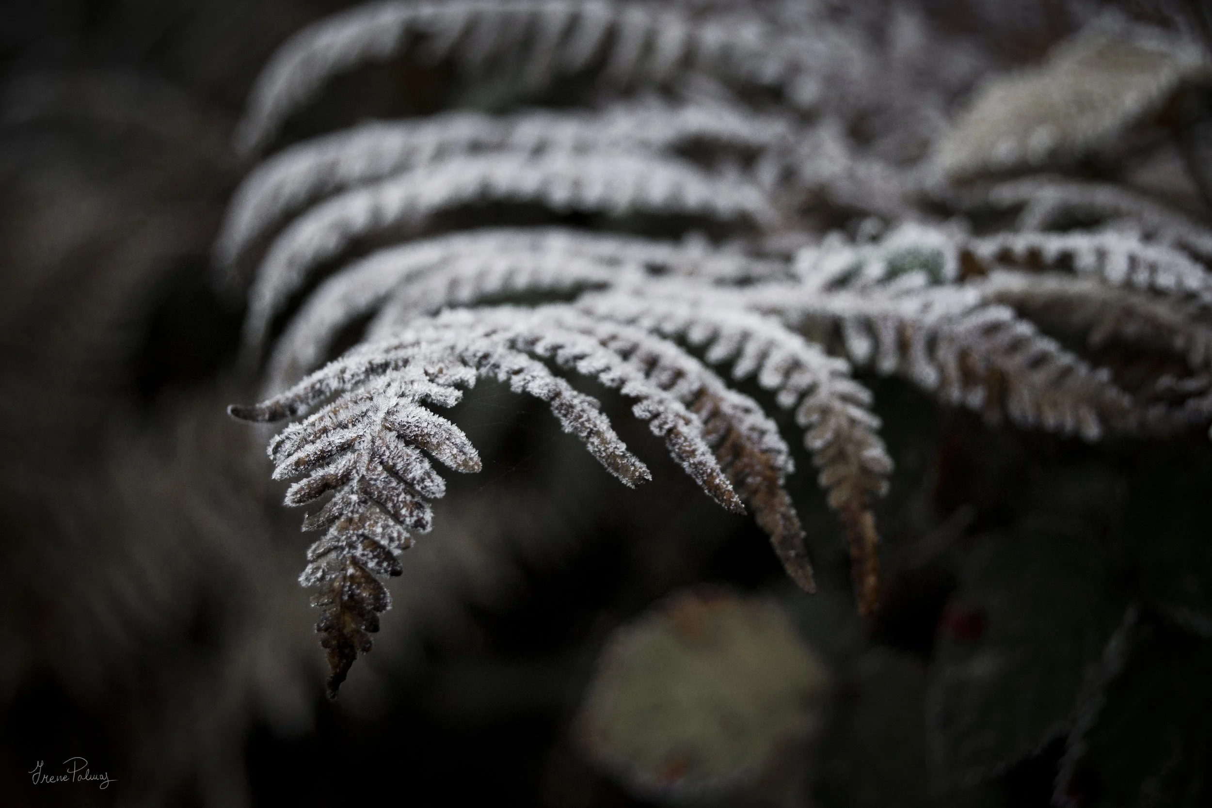 "Winter in the New Forest IV"
