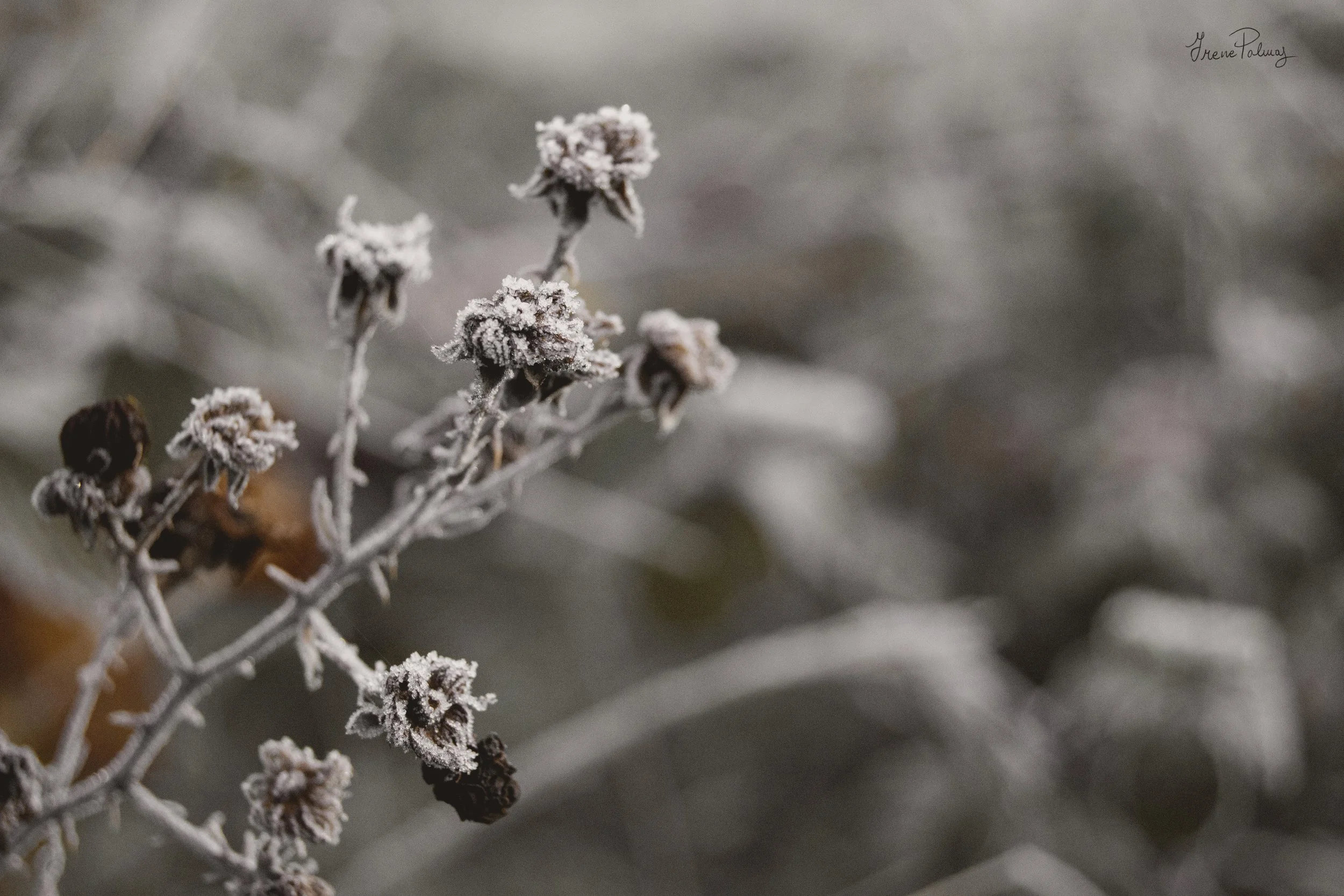 "Winter in the New Forest III"