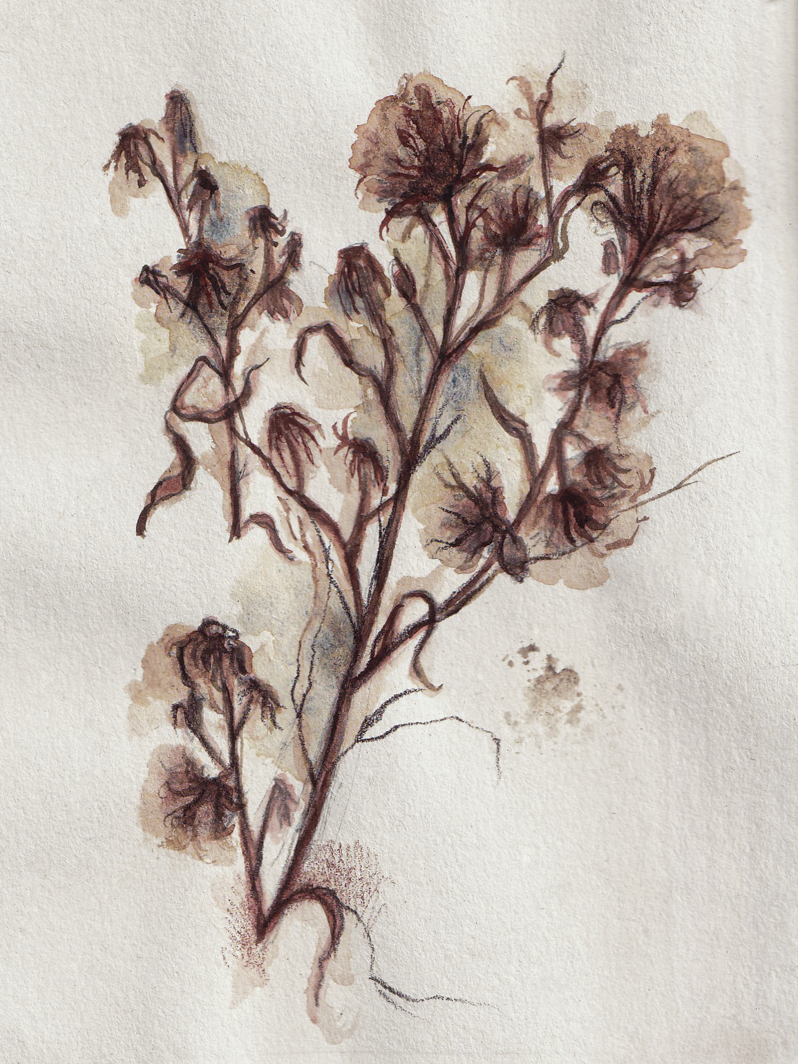 "Watercolour Florals IV"
