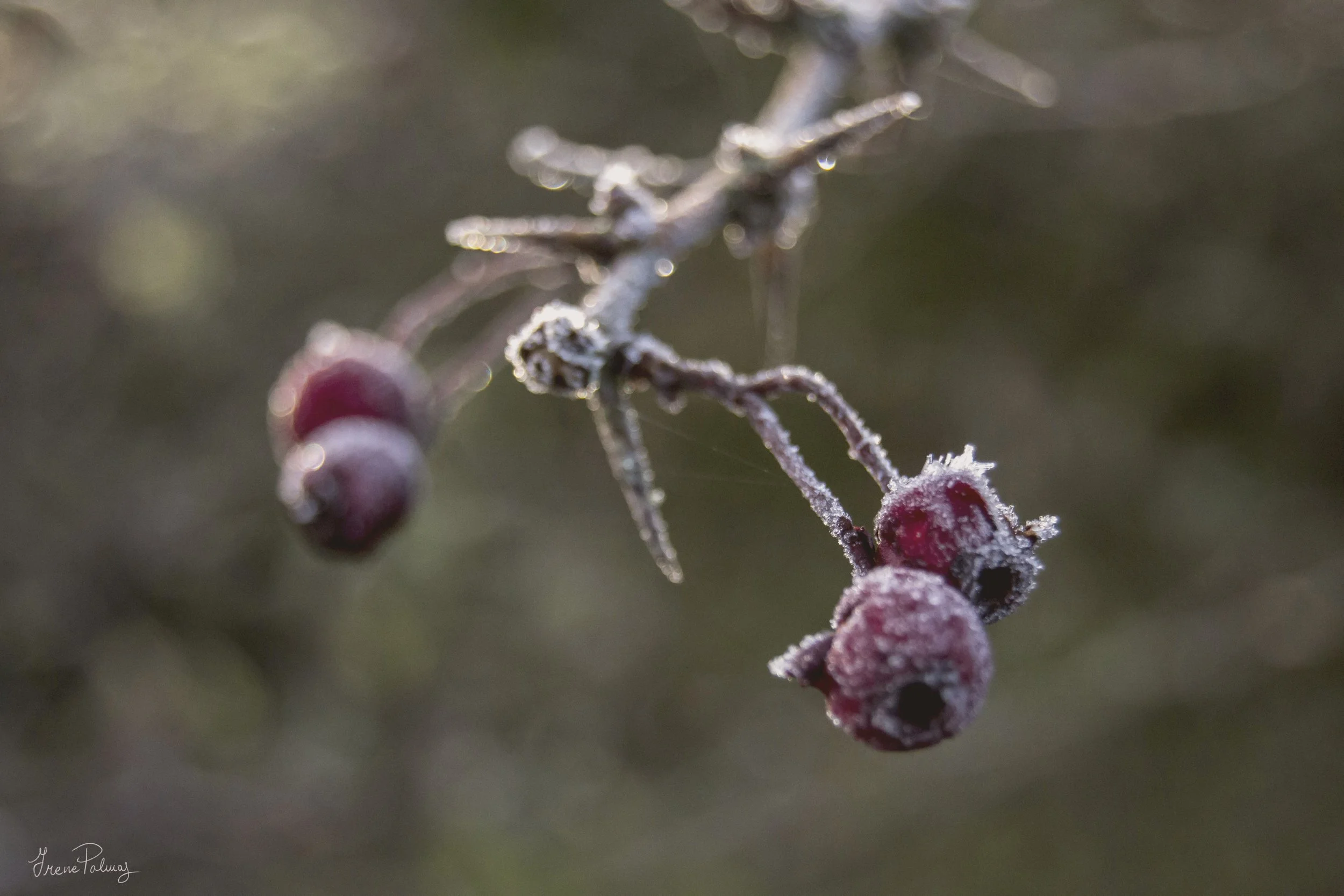 "Winter in the New Forest I"